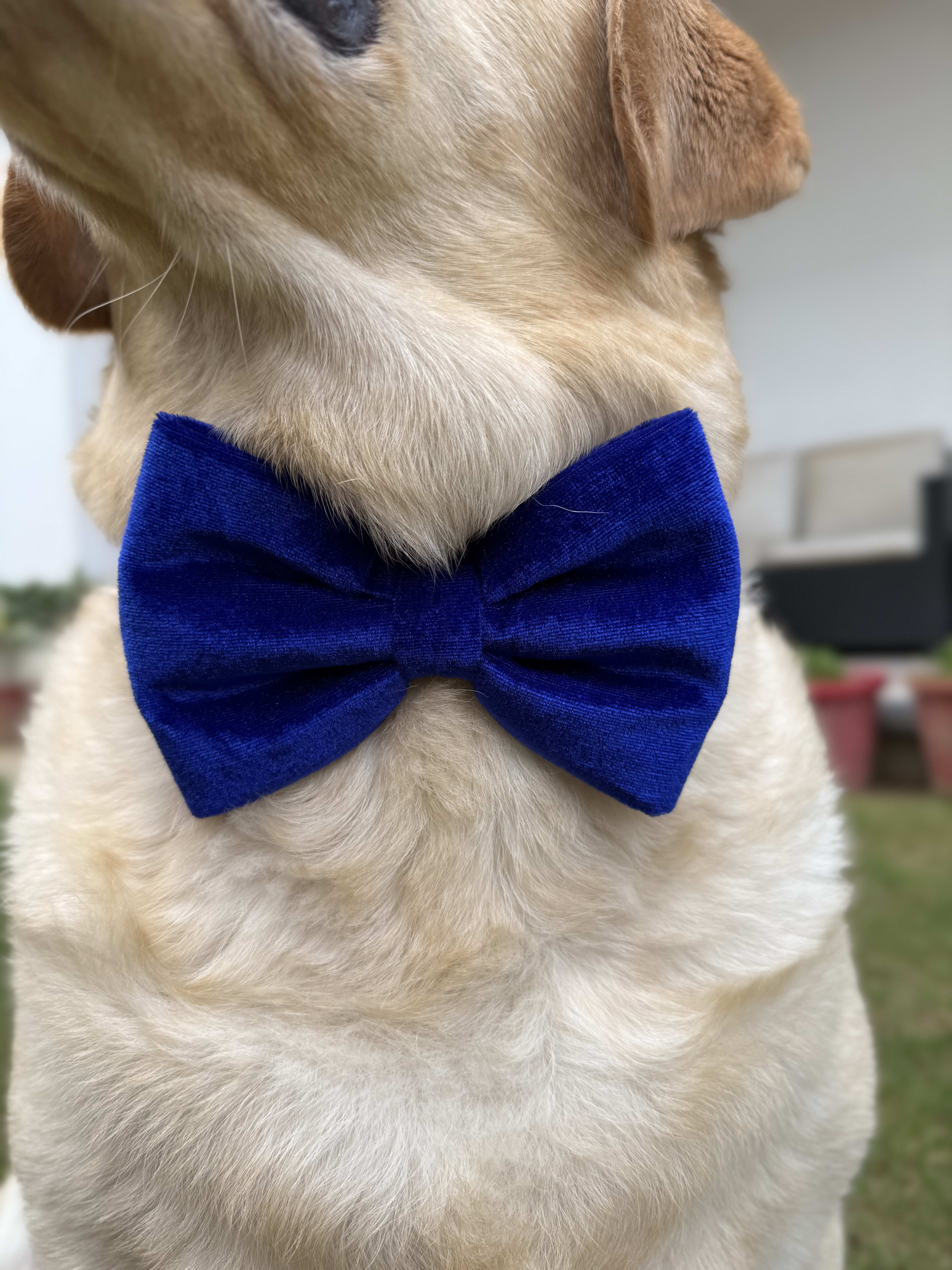 Sapphire Velvet Bow Tie  image 2