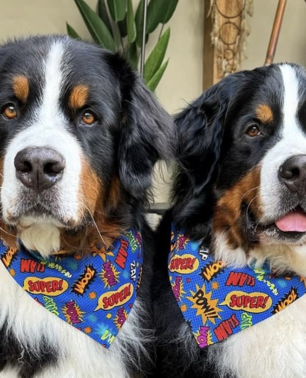 Super Pup Bandana