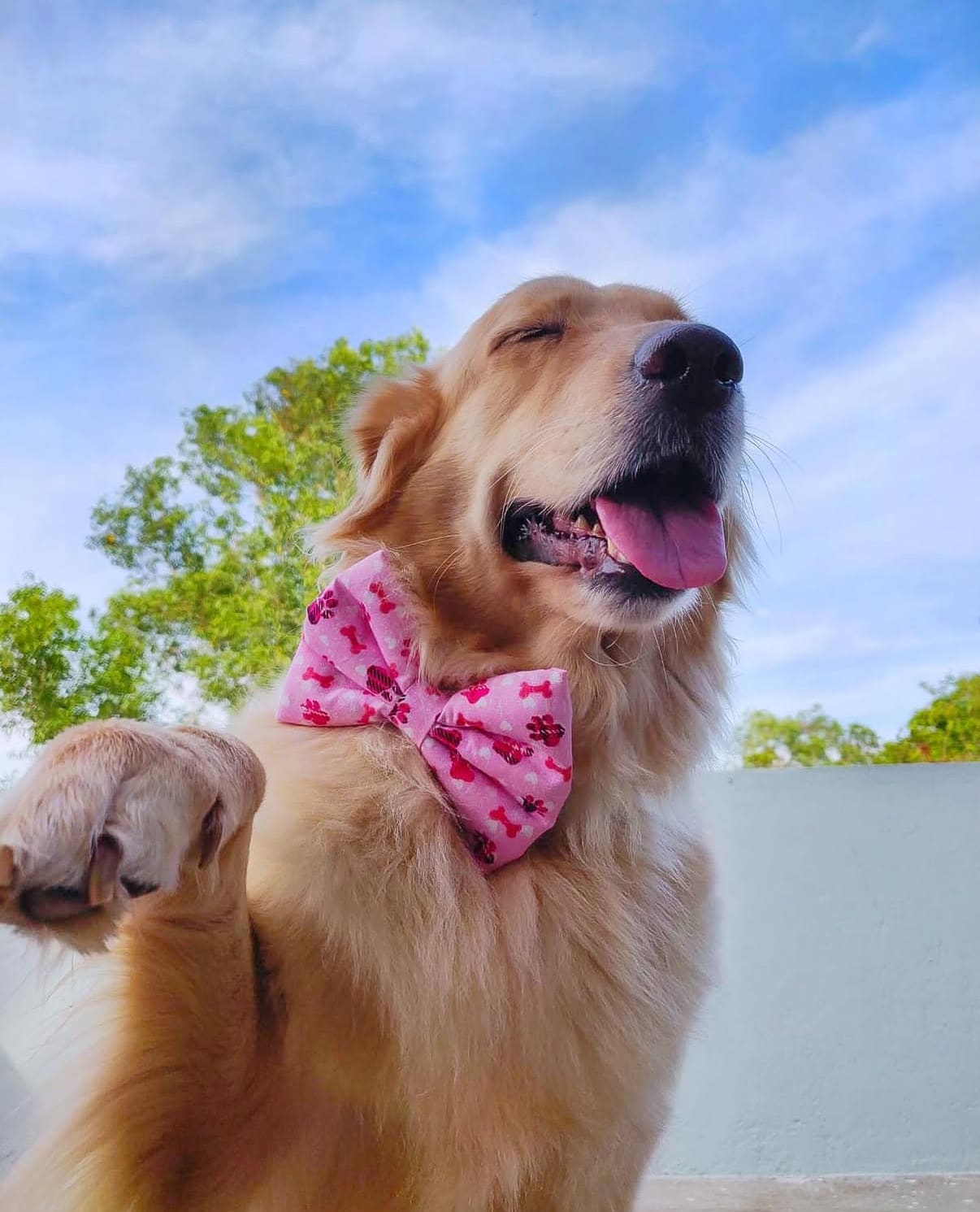 Pawfectly Pink Bow 