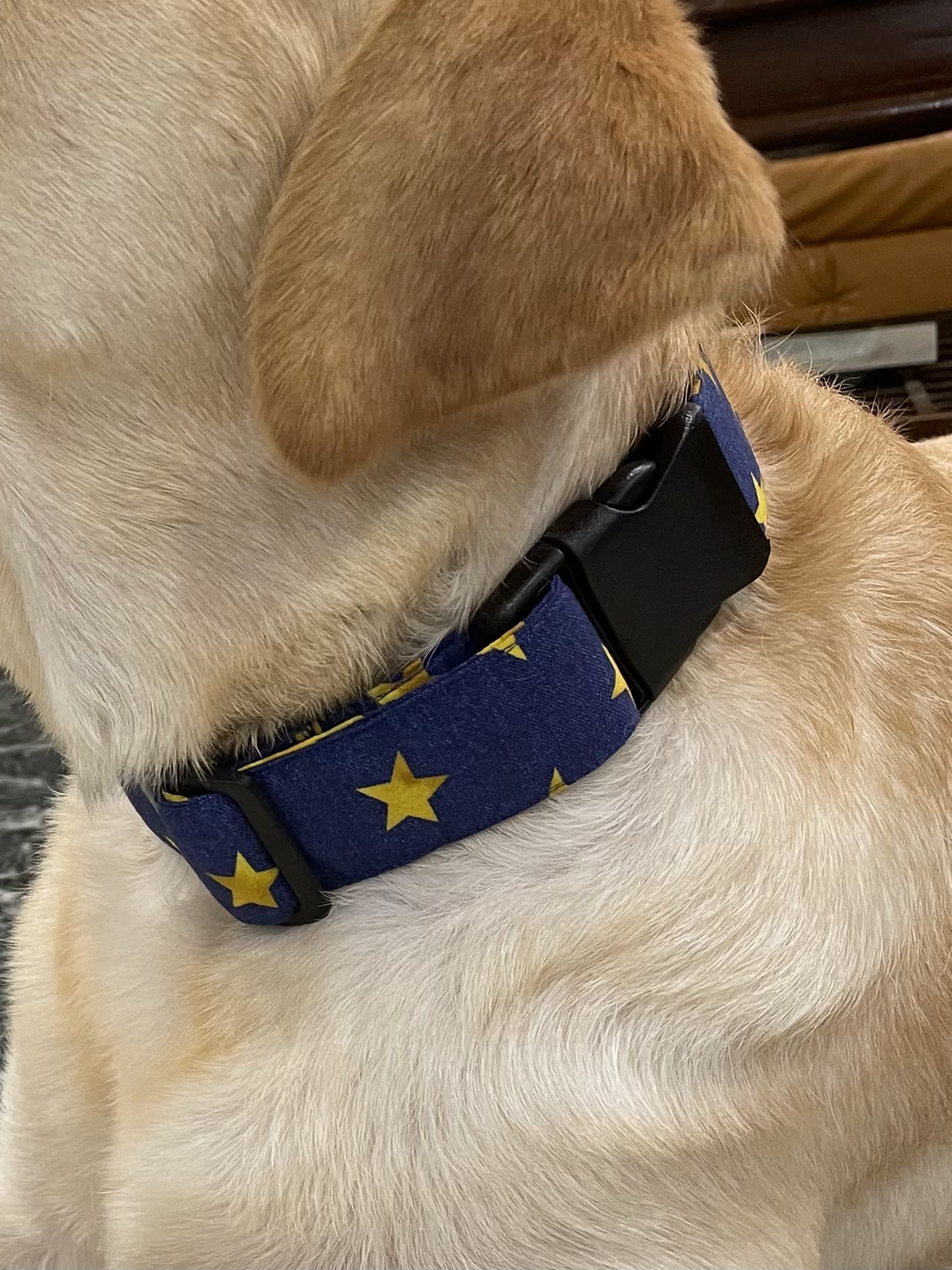 Starry Nights Dog Collar  image 3
