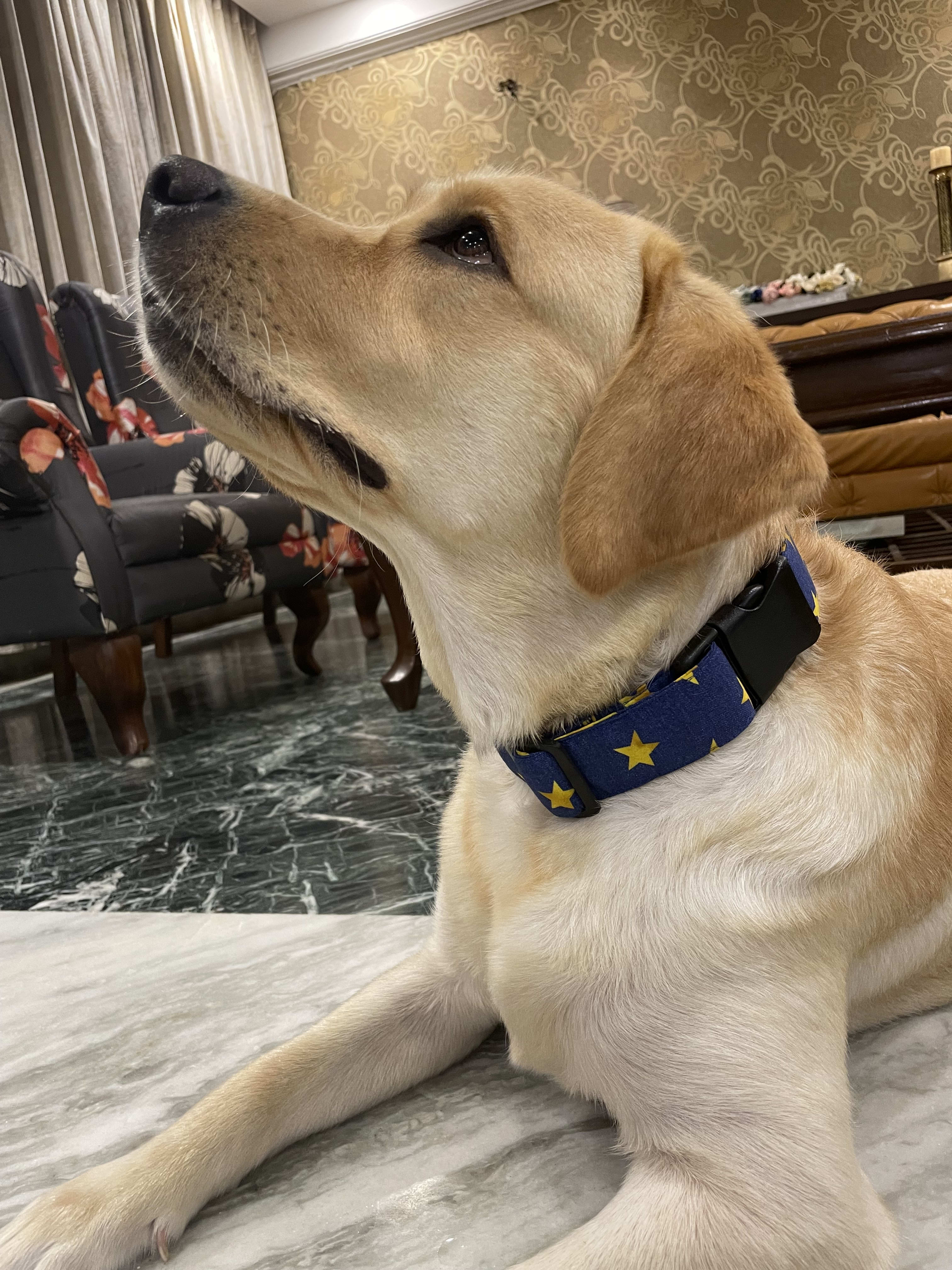 Starry Nights Dog Collar  image 2