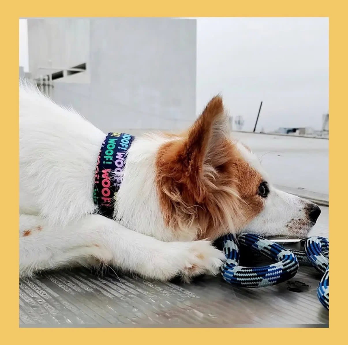 Woof Pop Collar image 2