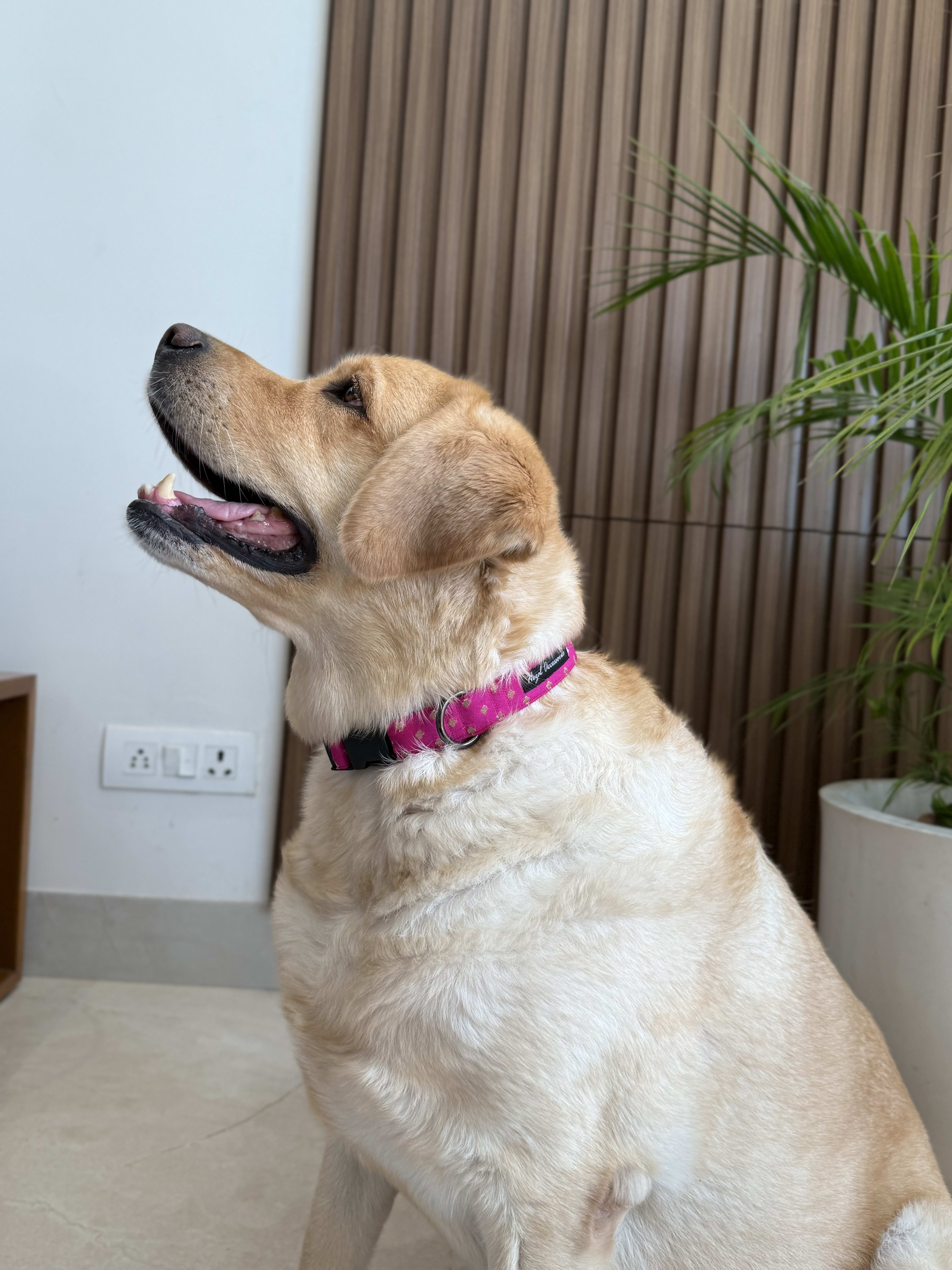 Festive Fuchsia Glam Collar