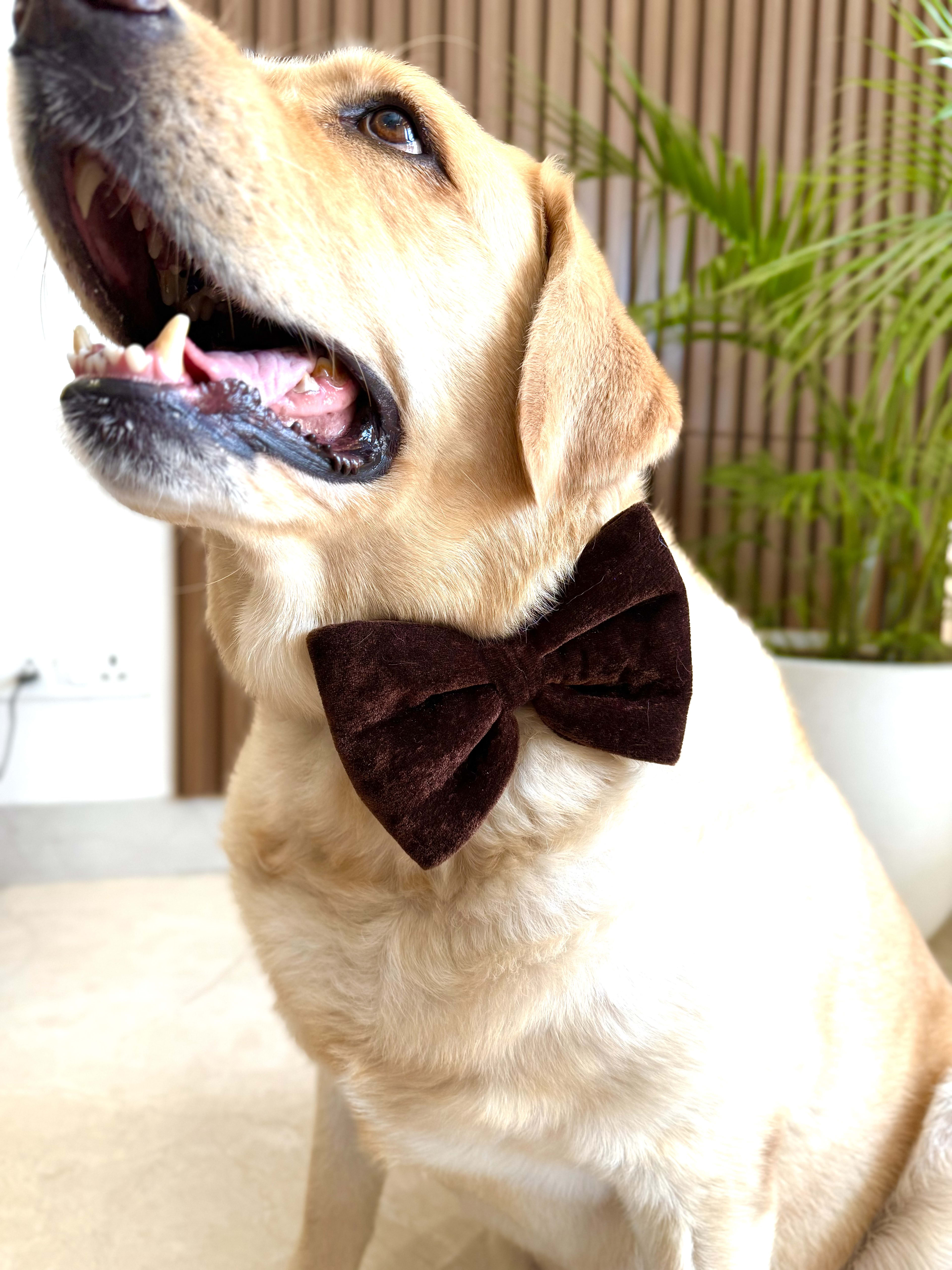 Mocha Velvet Bow Tie image 2