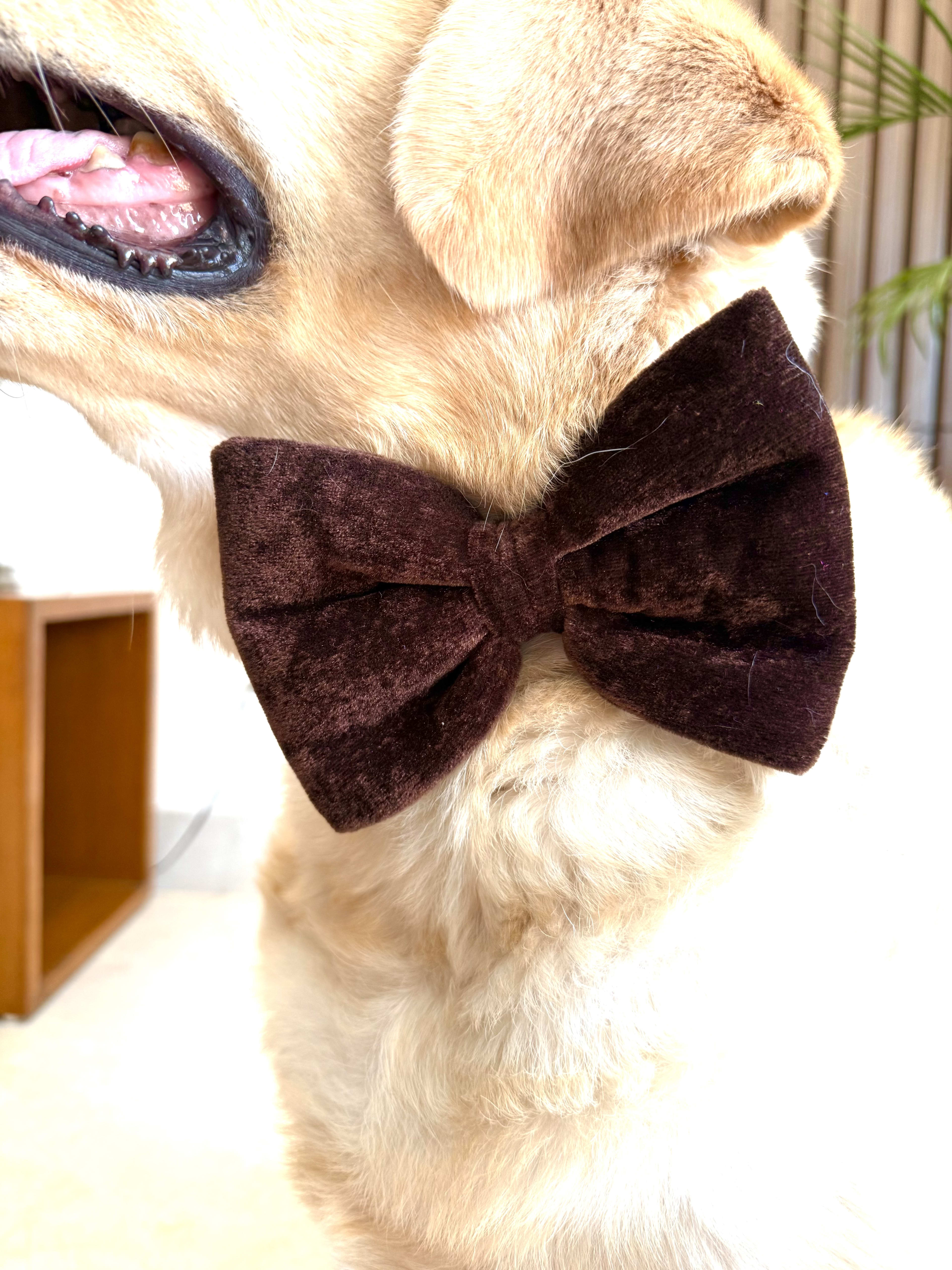 Mocha Velvet Bow Tie image 4