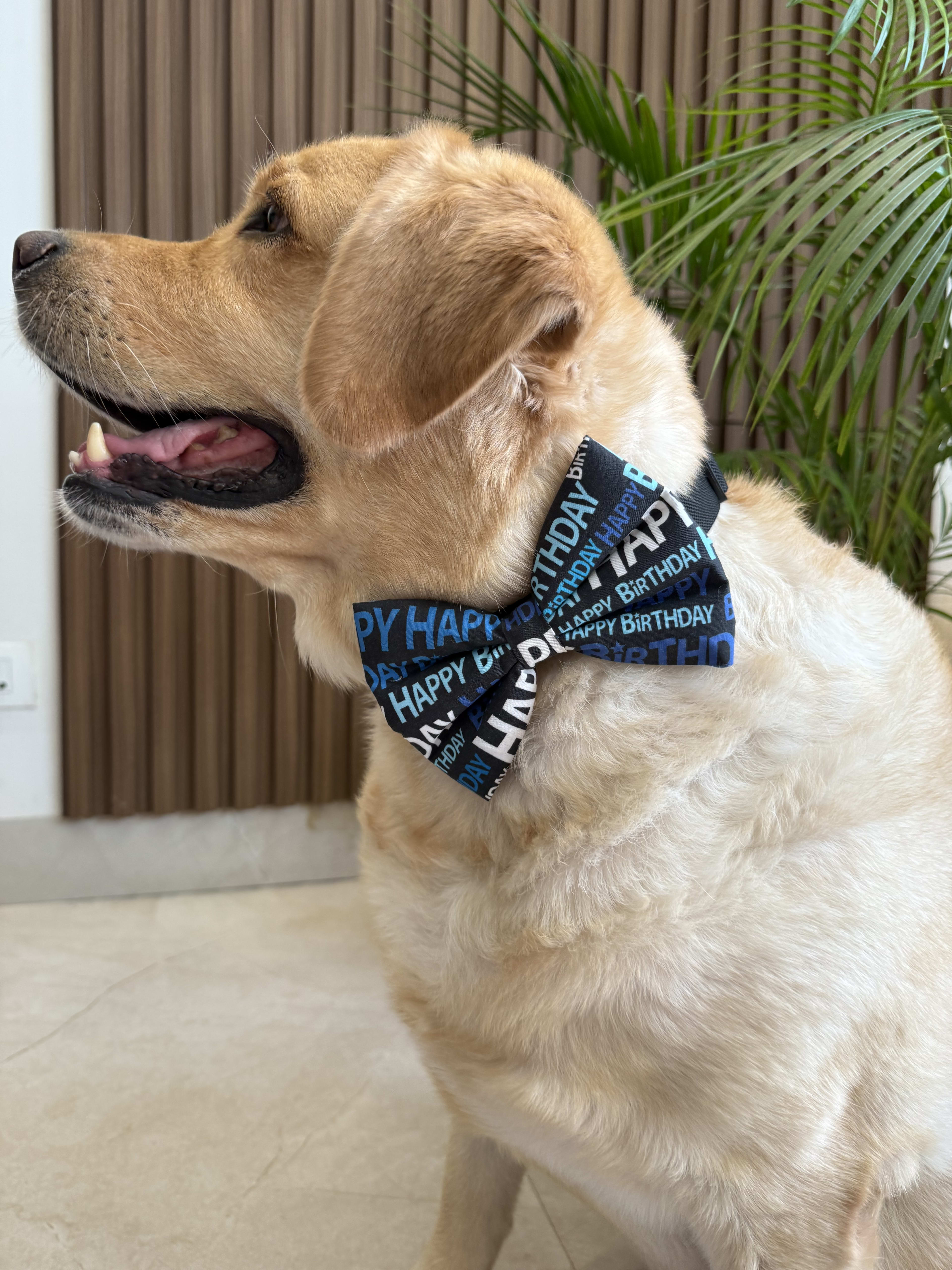 Big Day Bow Tie image 5