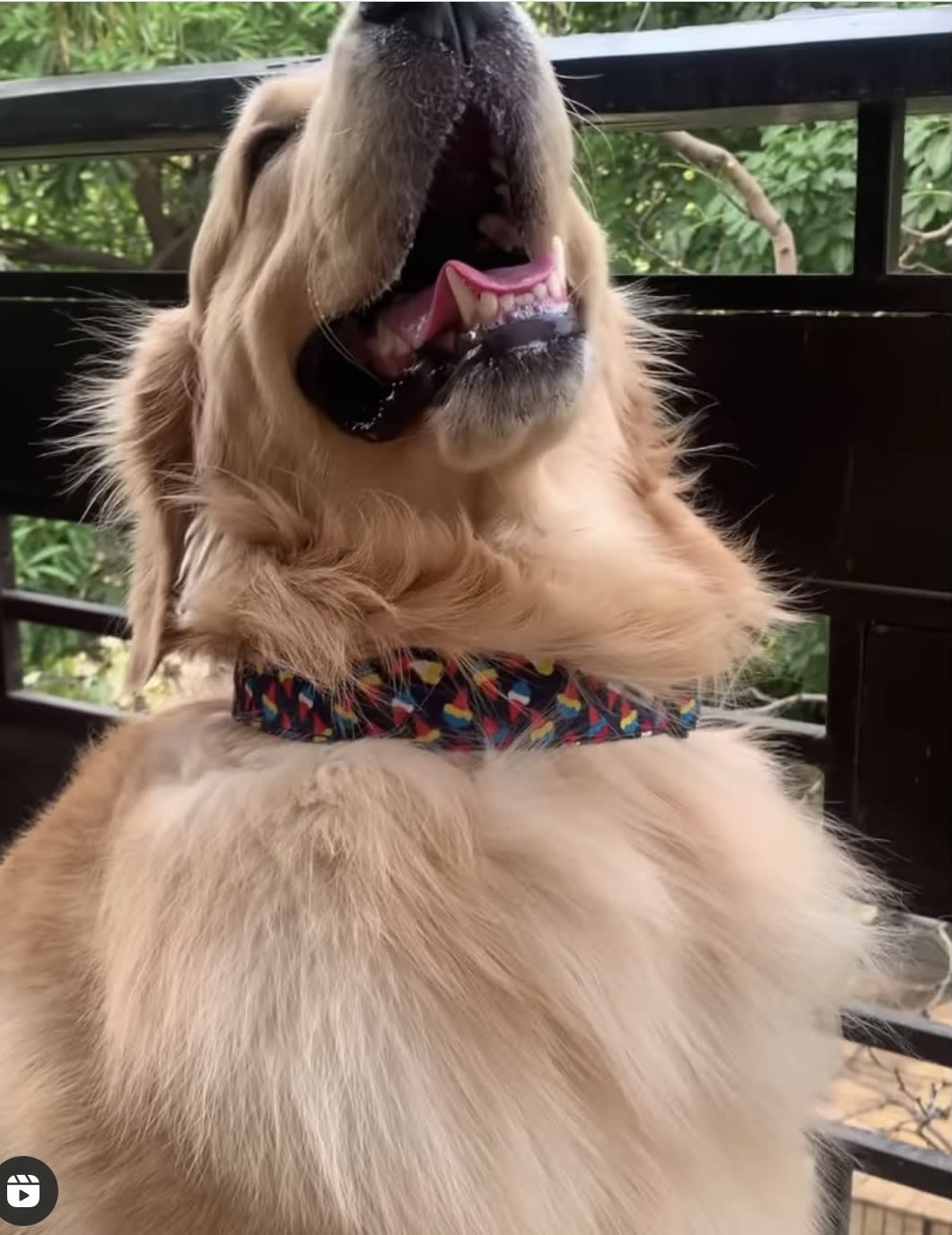 Scope of Joy Collar