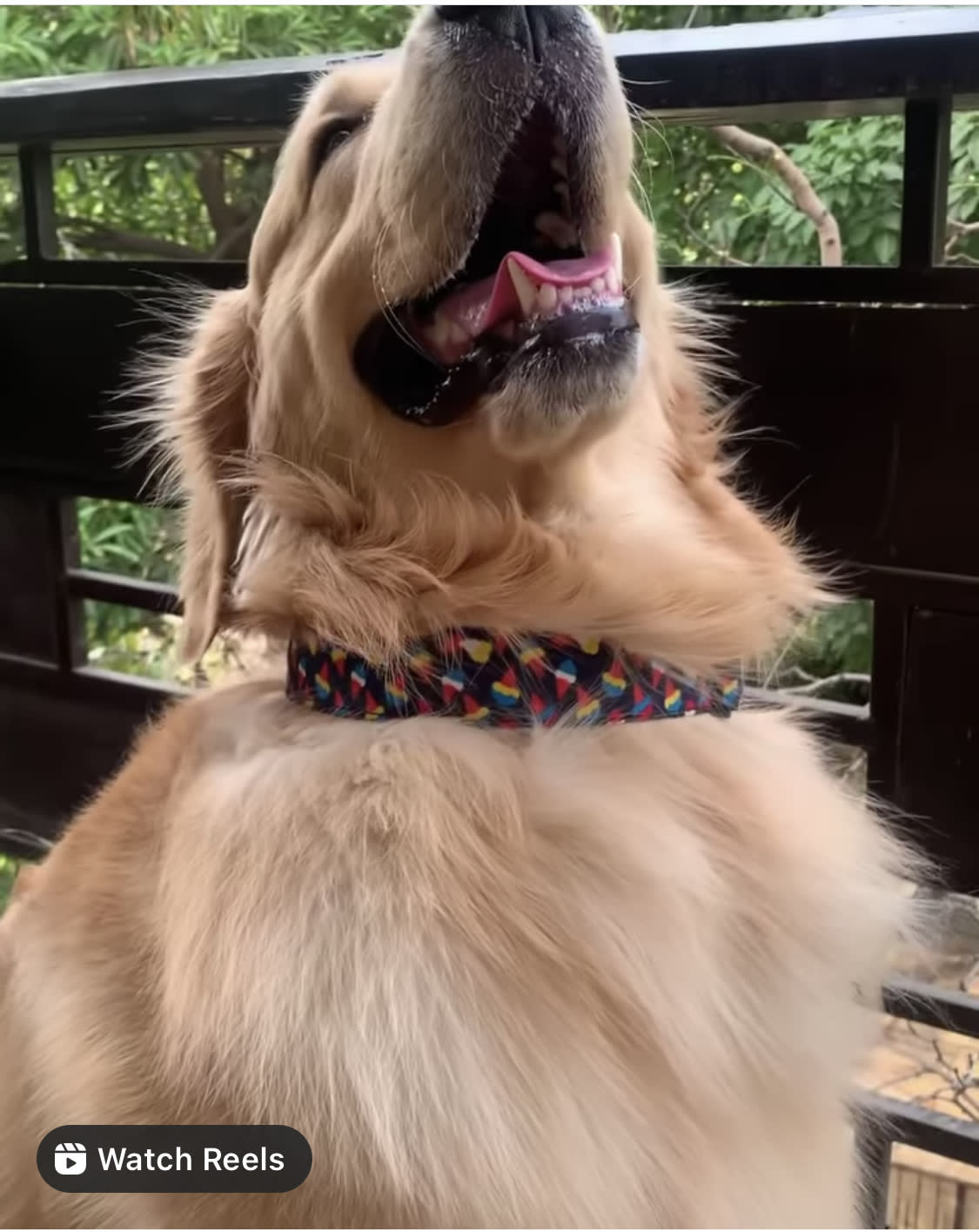 Scope of Joy Collar image 2