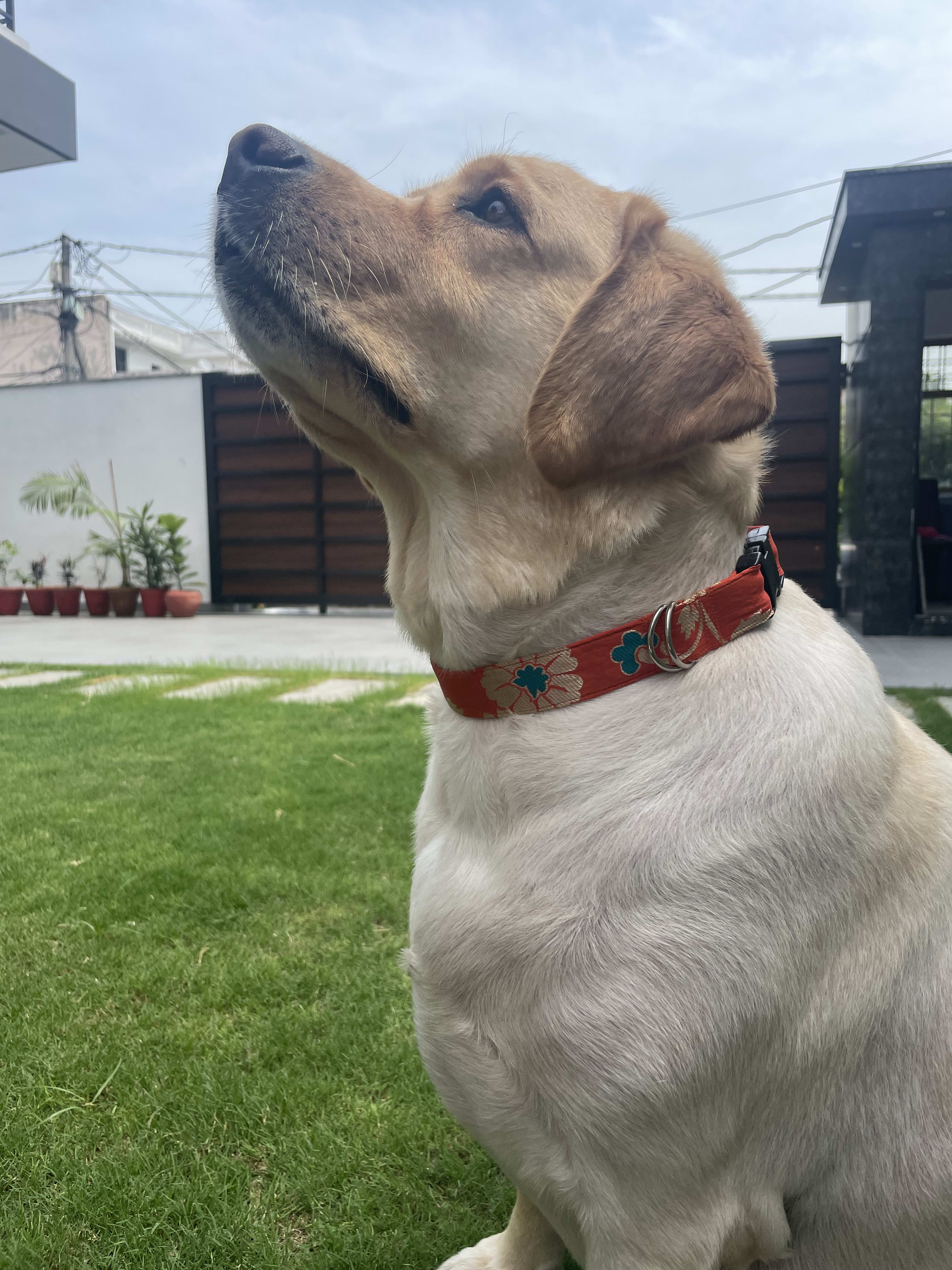Marigold festive collar  image 2