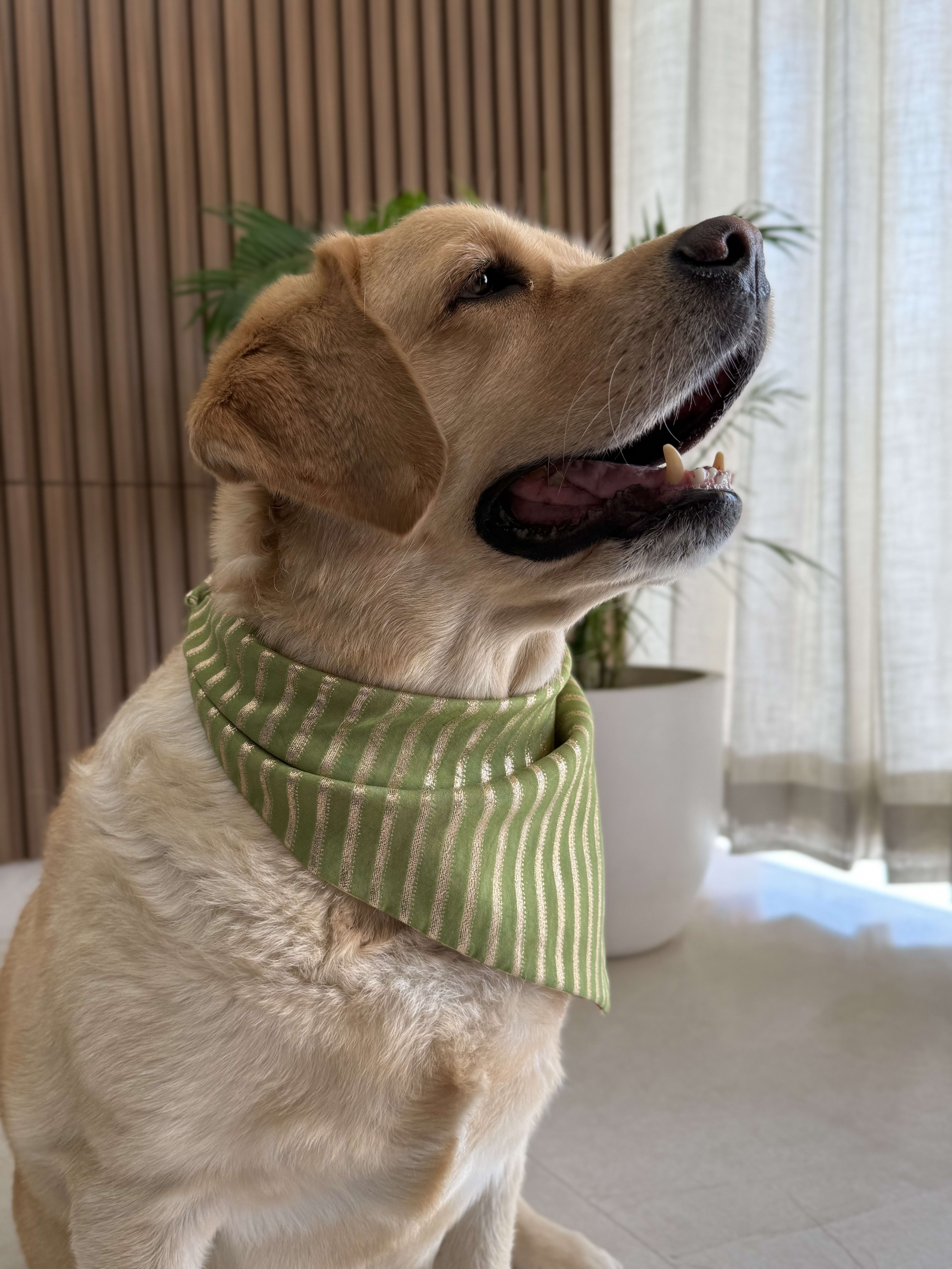 Olive Luxe festive Bandana image 3