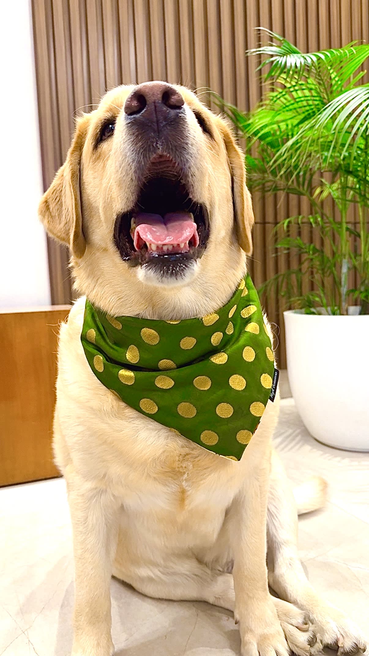 Green Gleam Polka Bandana