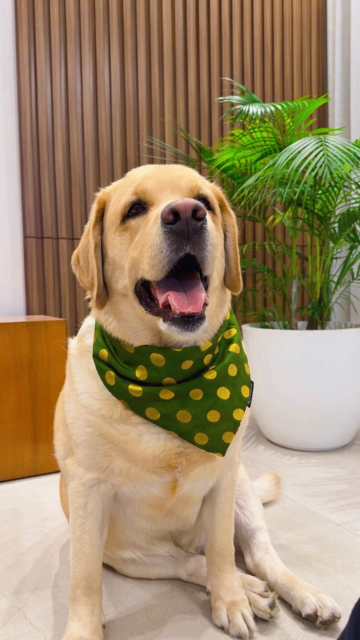 Green Gleam Polka Bandana image 3
