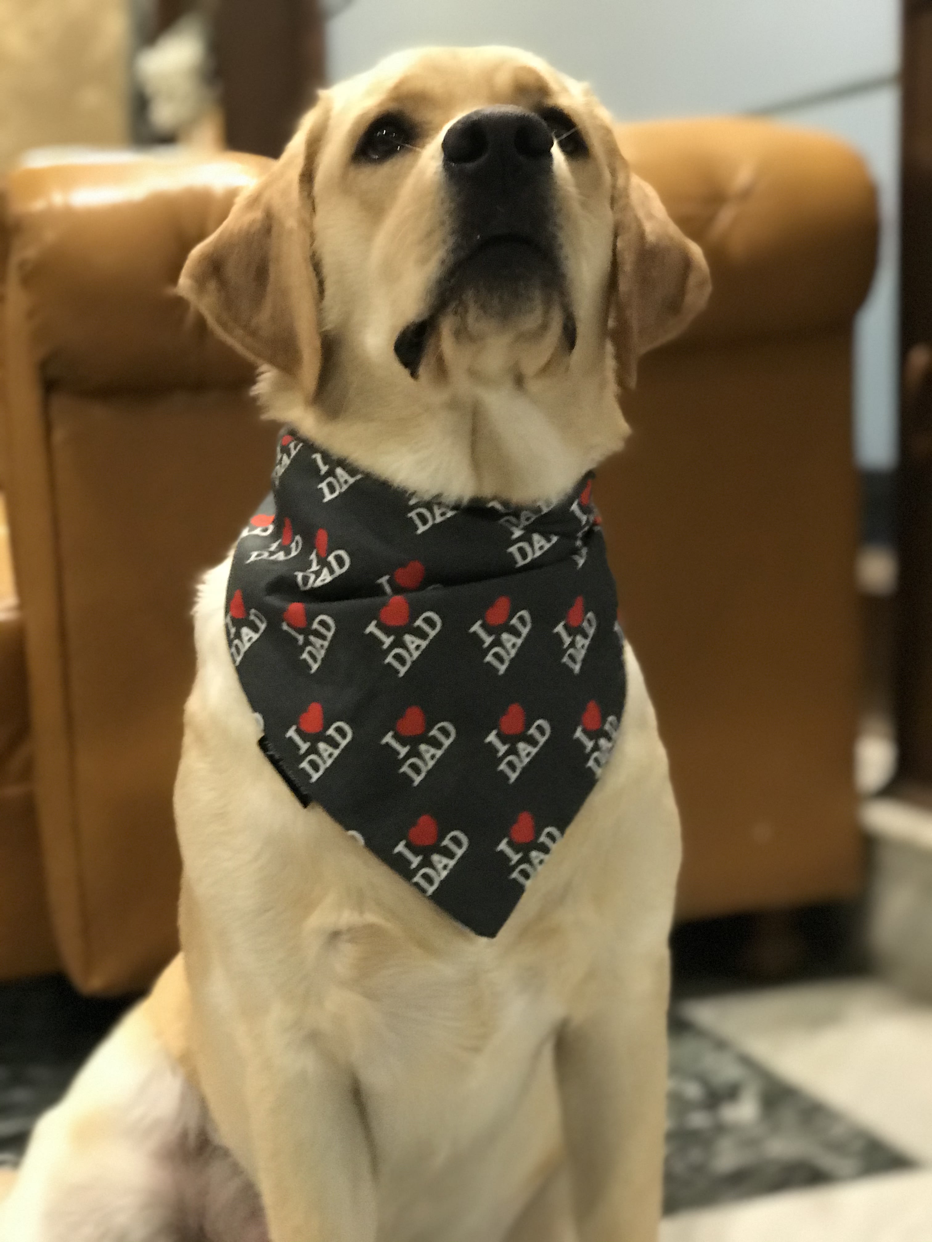 Dad’s Favorite Pup image 2