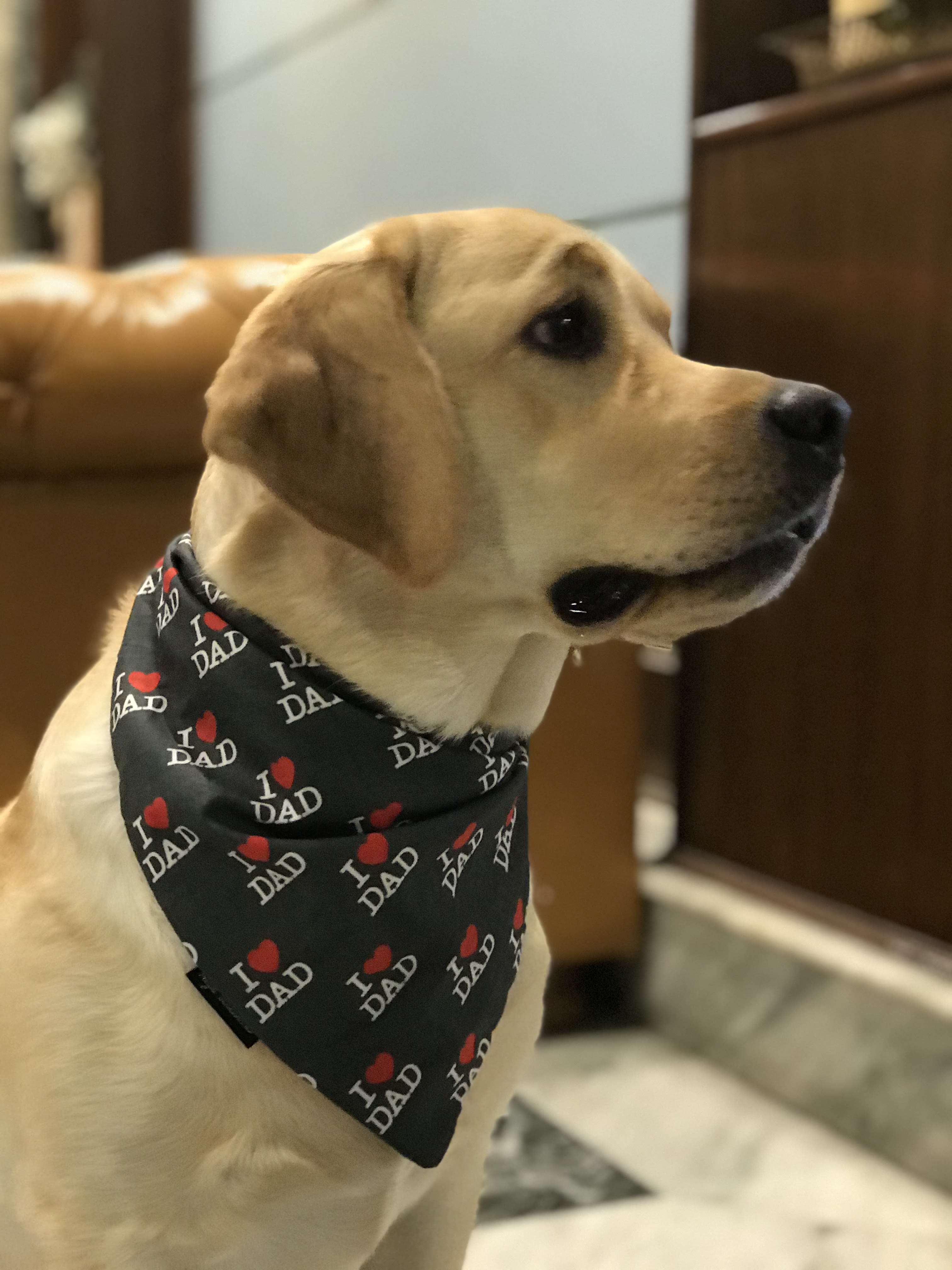 Dad’s Favorite Pup image 3