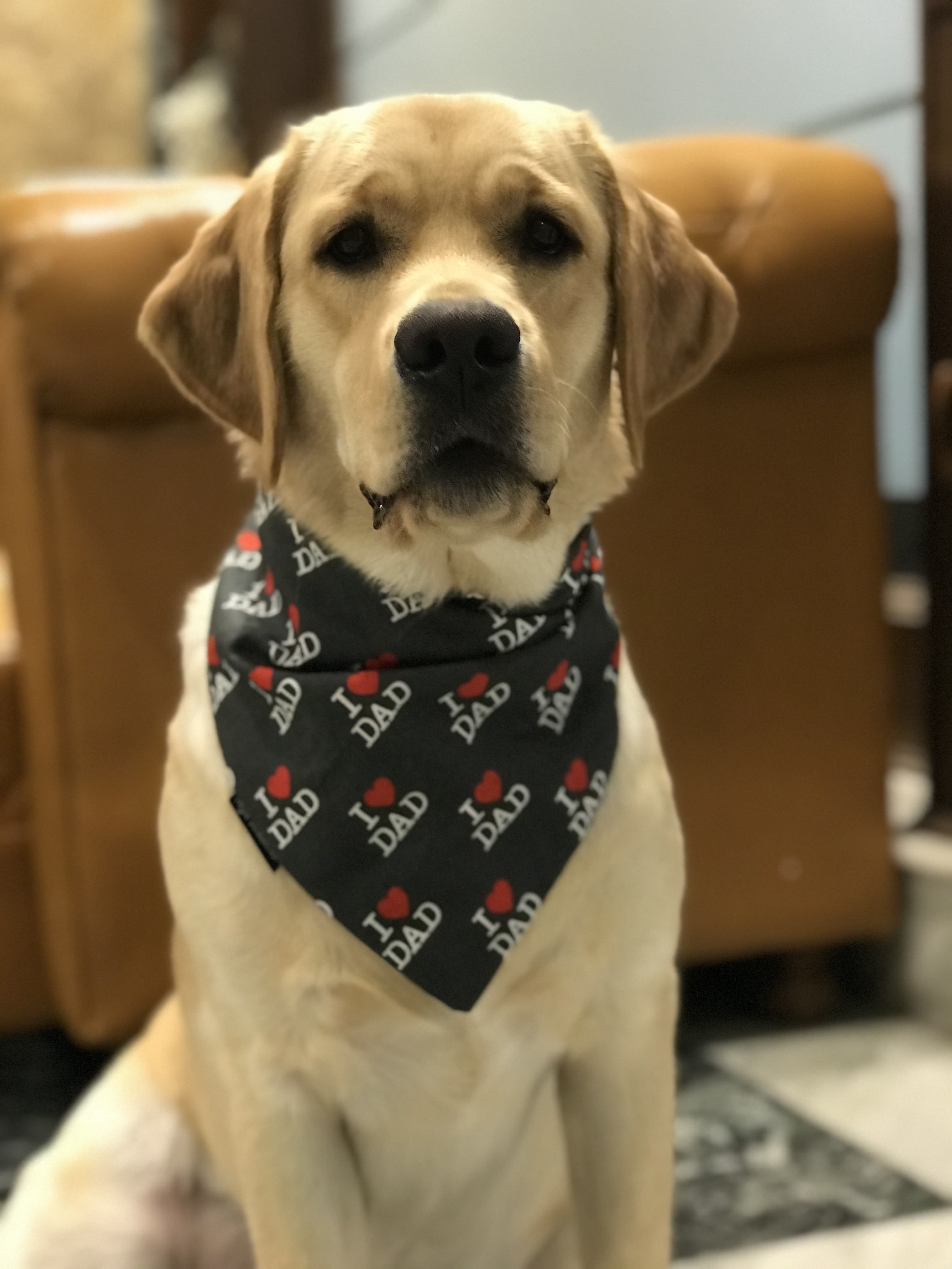 Dad’s Favorite Pup image 4