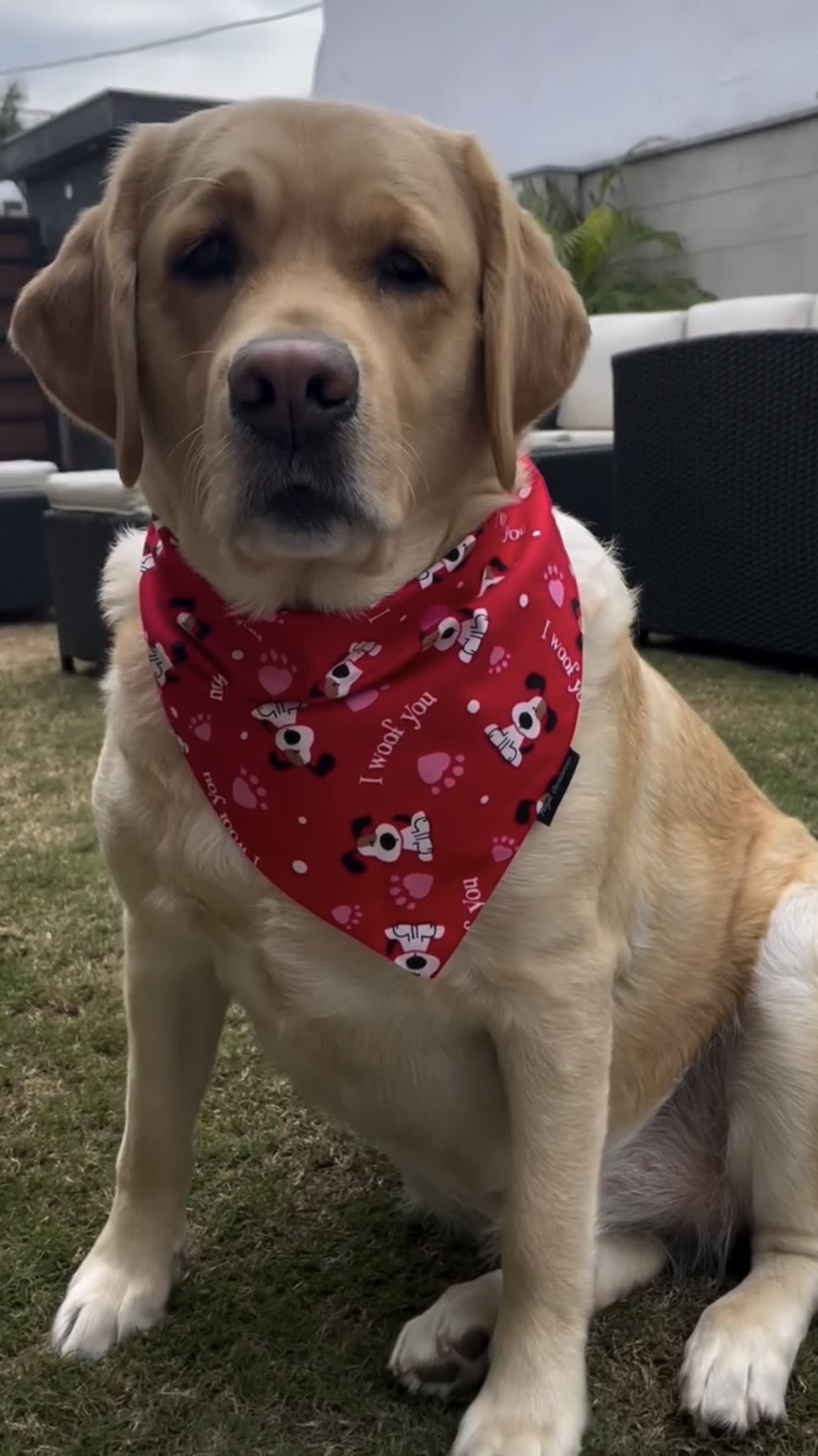 I Woof You Tie-On Bandana