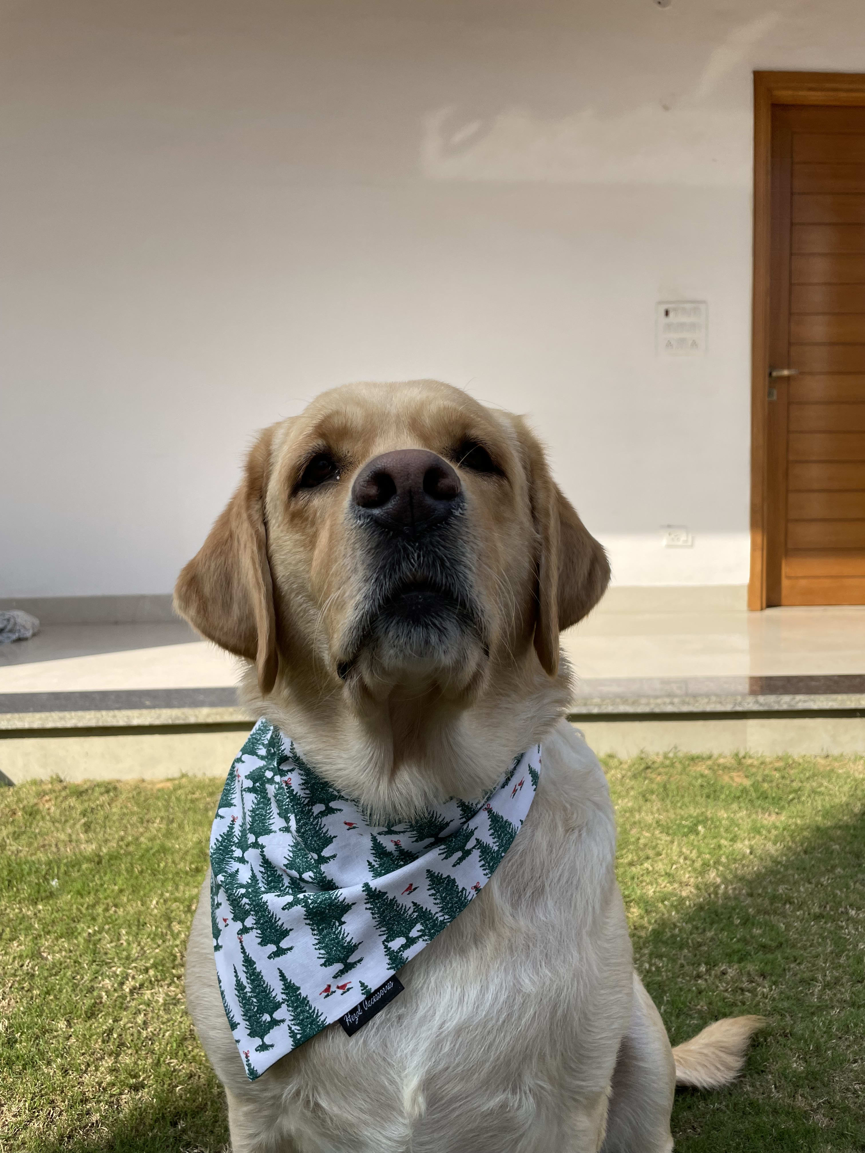 Winter Pines Tie-On Bandana image 4