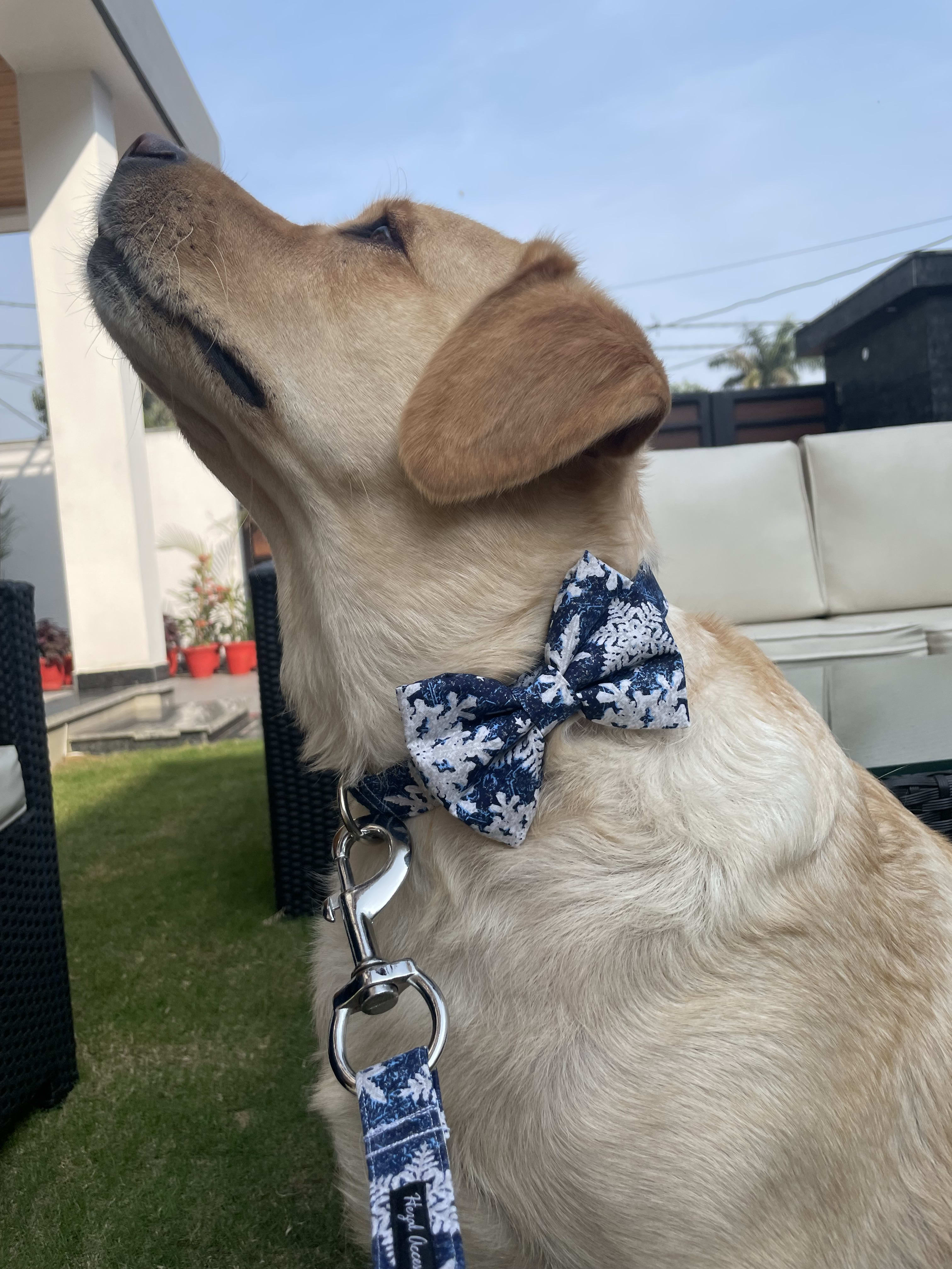 Christmas snowing collar n leash set  image 2