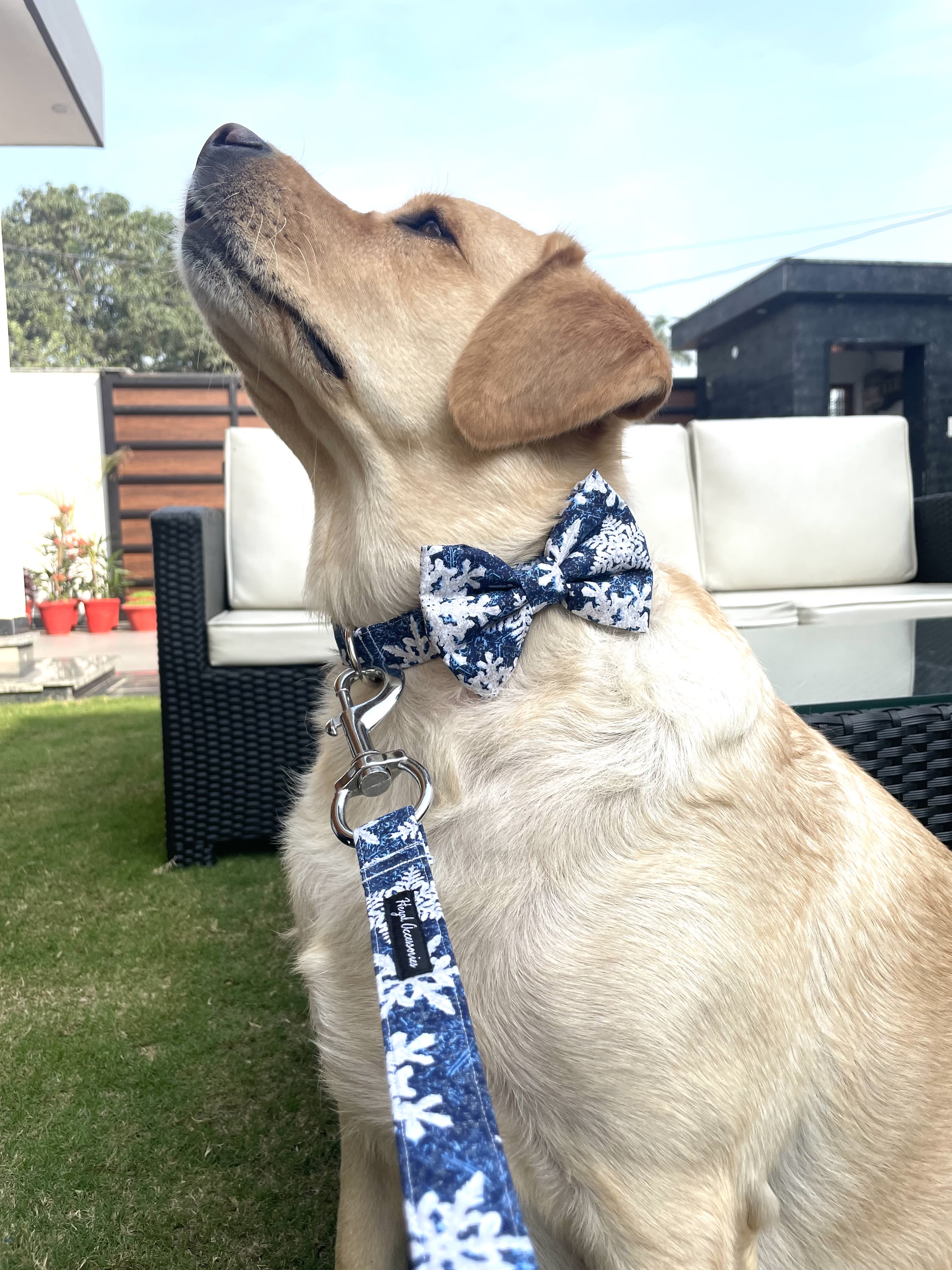 Christmas snowing collar n leash set 