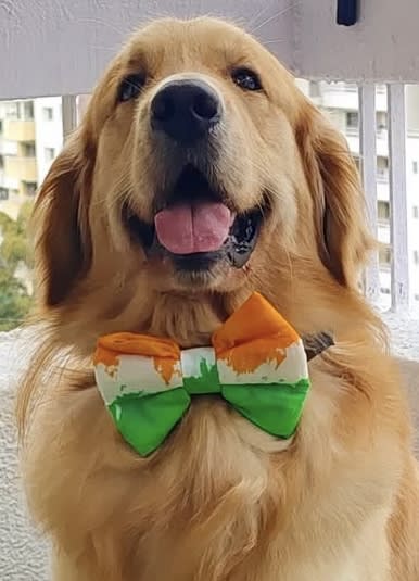 Tricolour bow tie  image 3