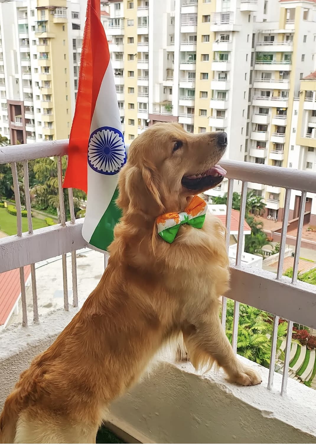 Tricolour bow tie 
