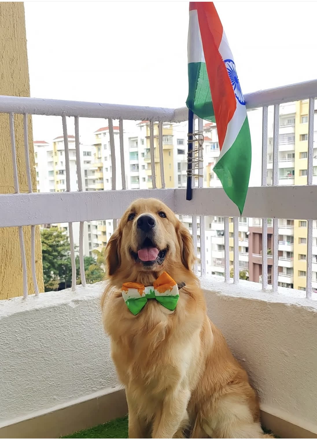 Tricolour bow tie  image 2