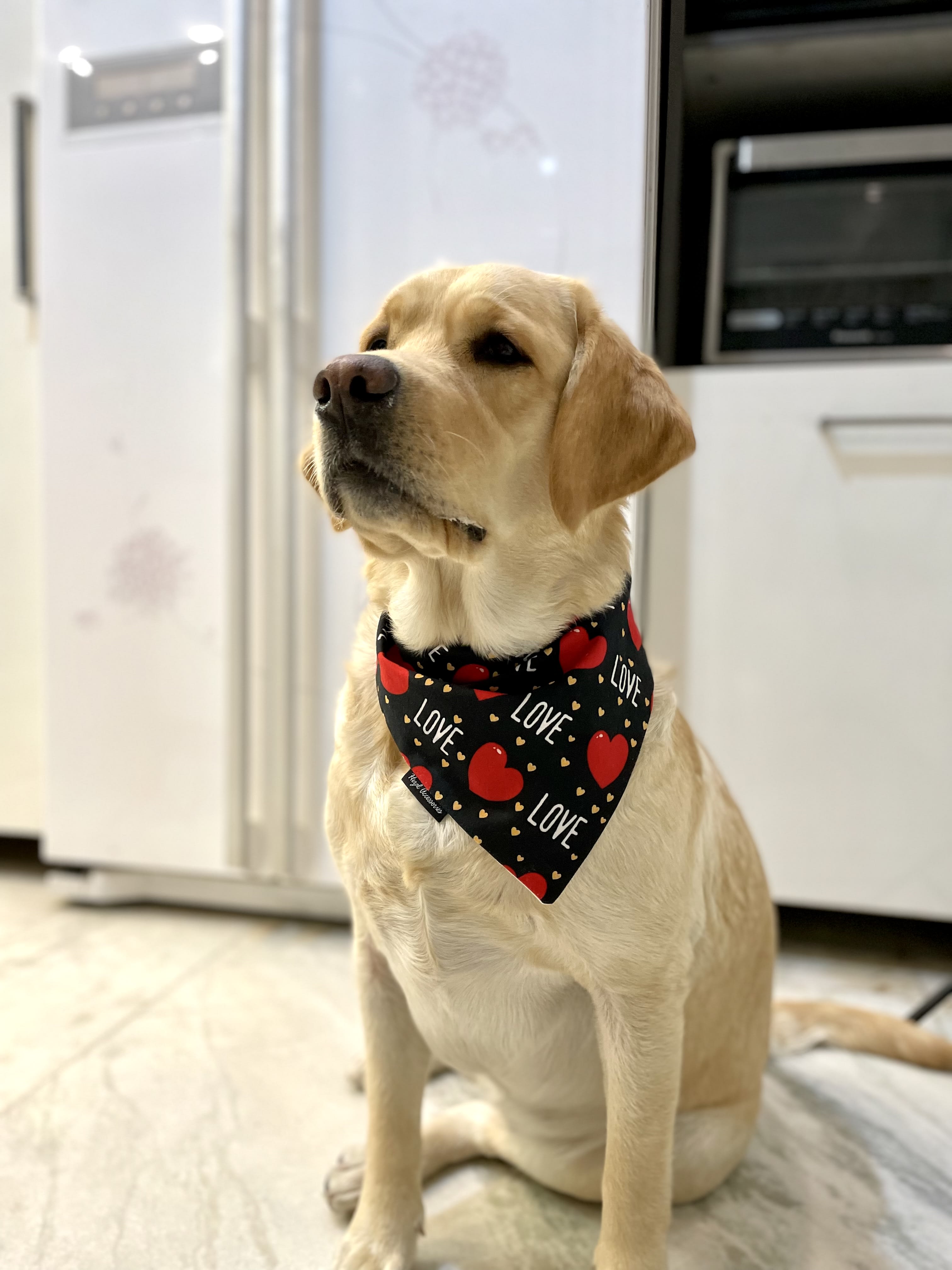 Fur-Ever Love tie on Bandana