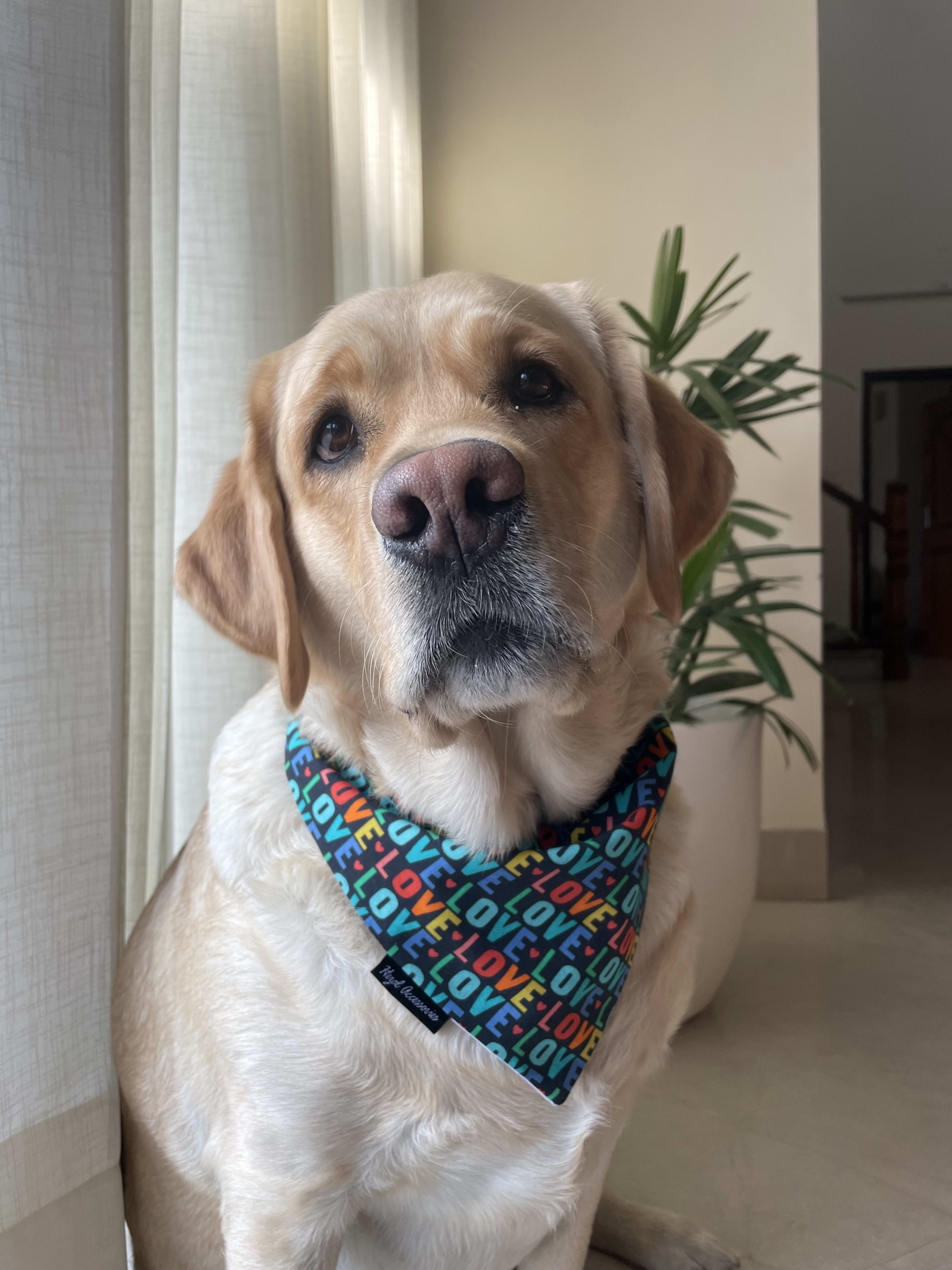 Love Loop Valentine tie on Bandana