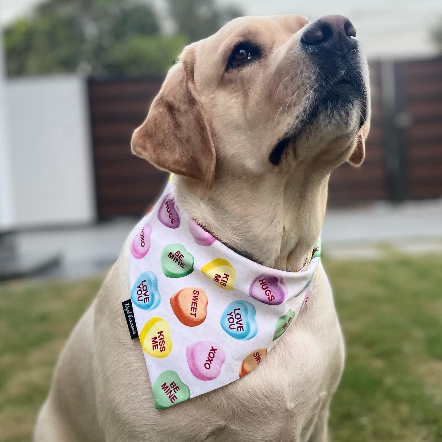 Candy Hearts Crush tie on Bandana