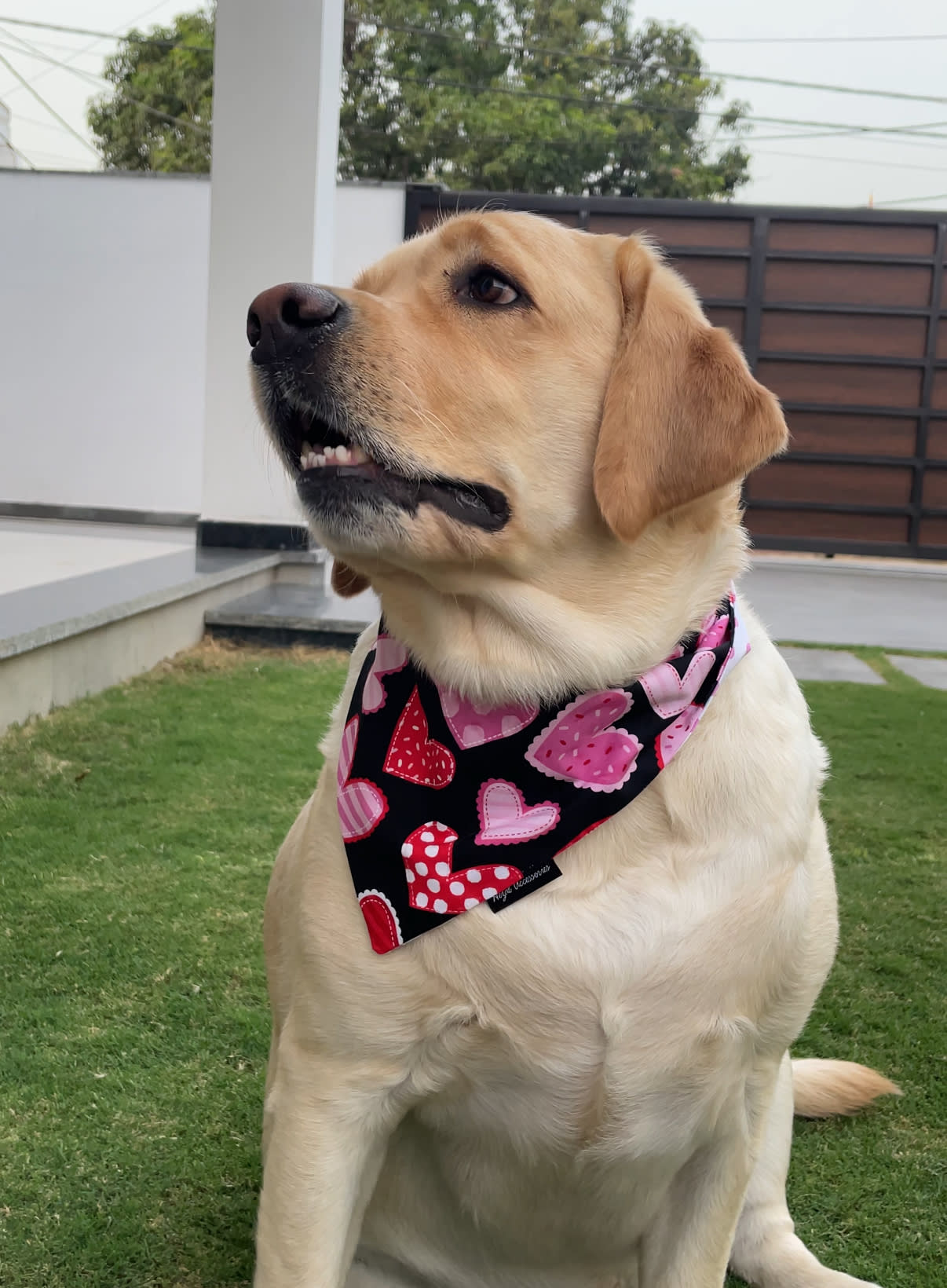 Midnight Hearts tie on Bandana