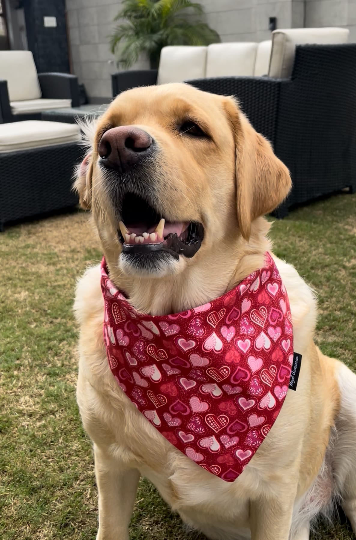 Crimson Cuddles Bandana
