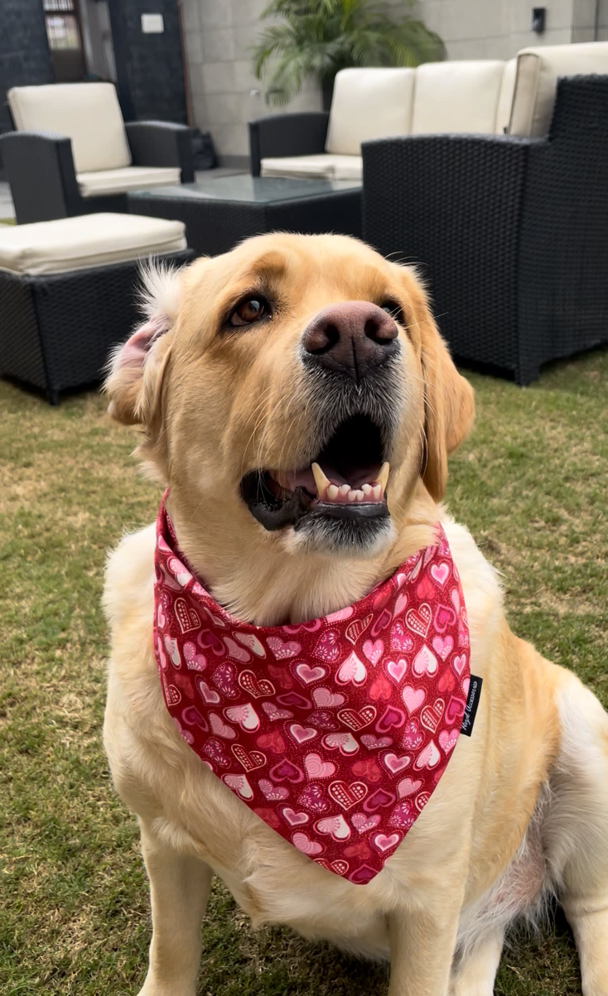 Crimson Cuddles Bandana image 2