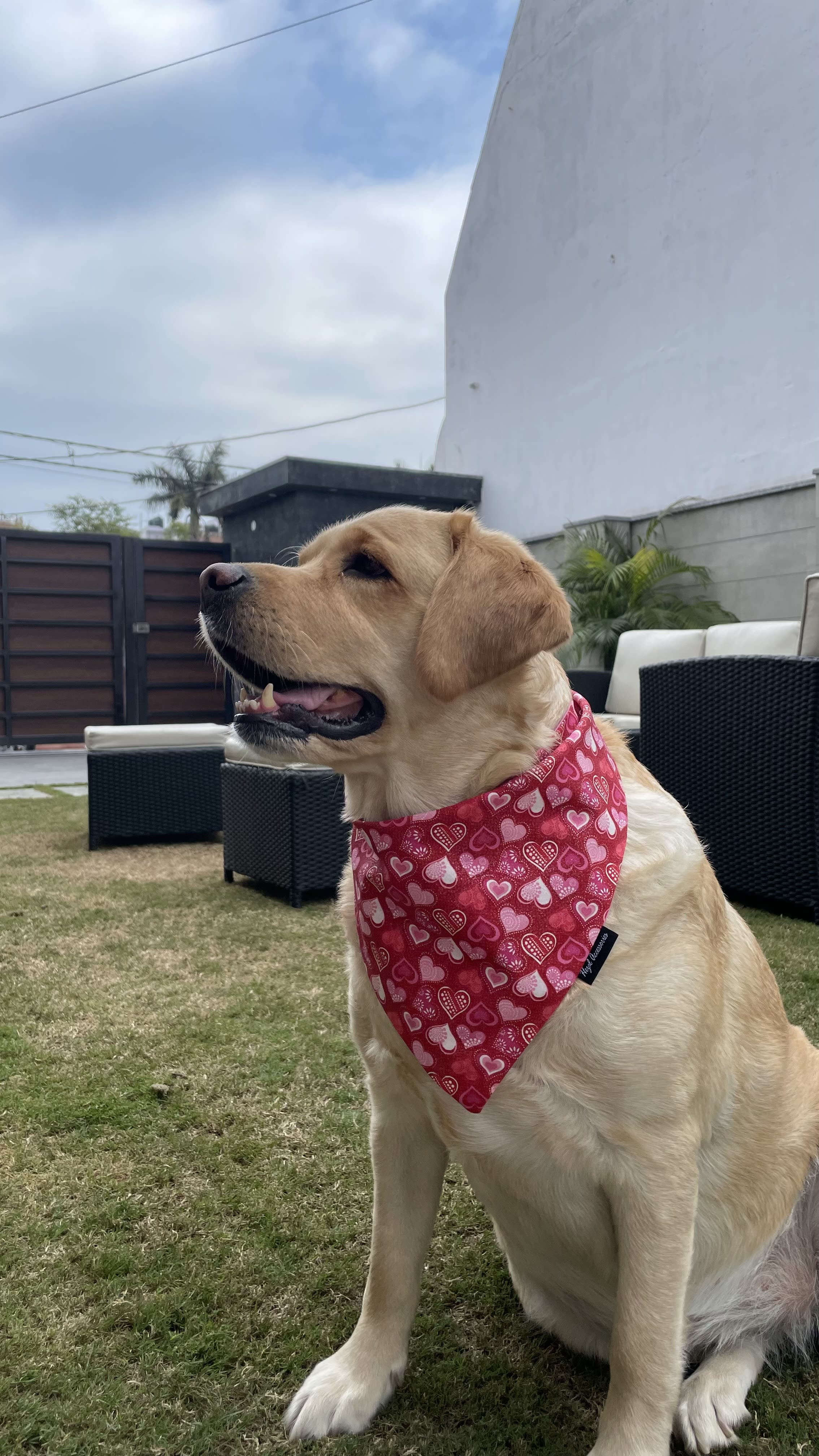 Crimson Cuddles Bandana image 3