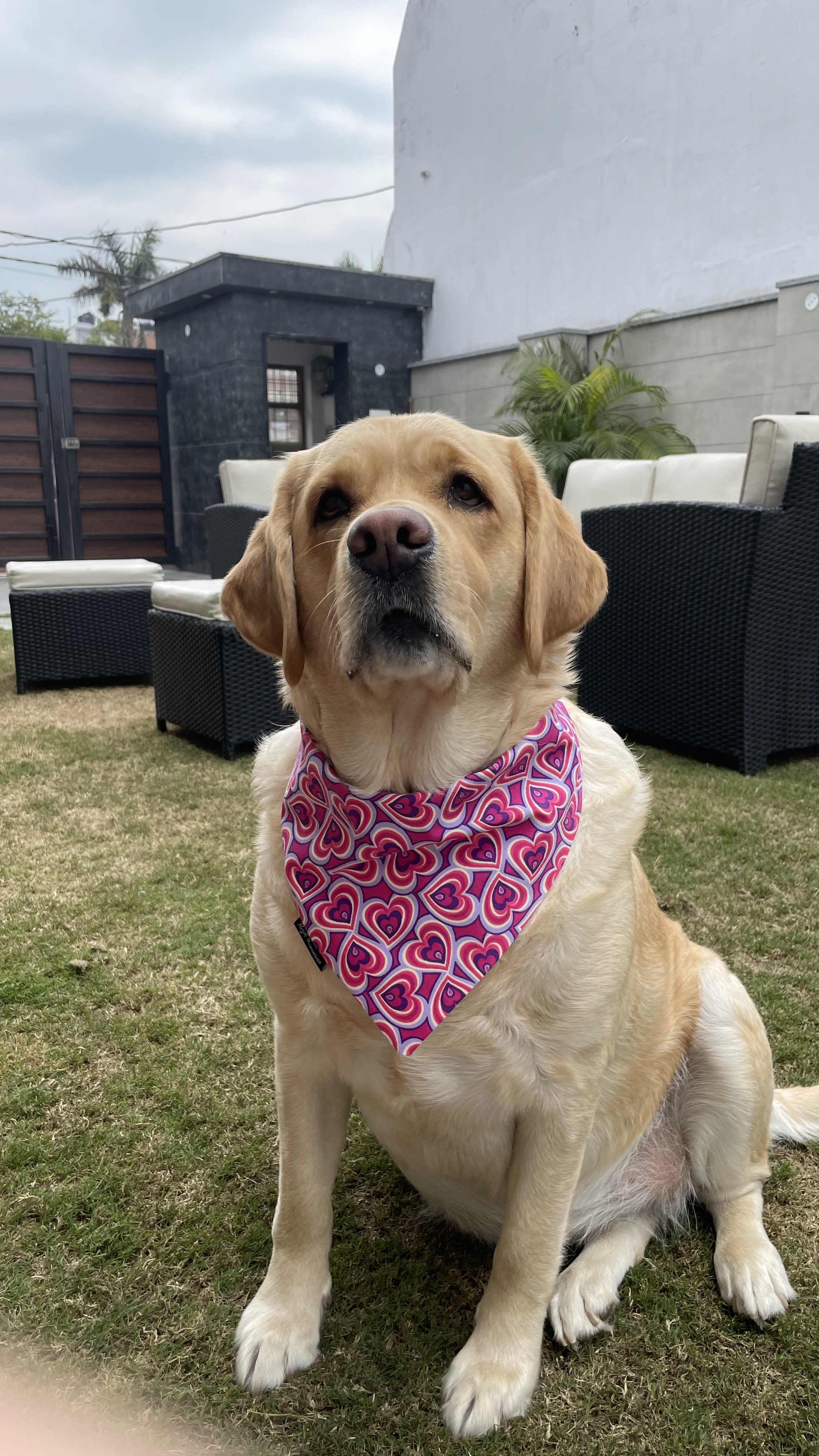 Heart Pop Valentine Bandana image 4
