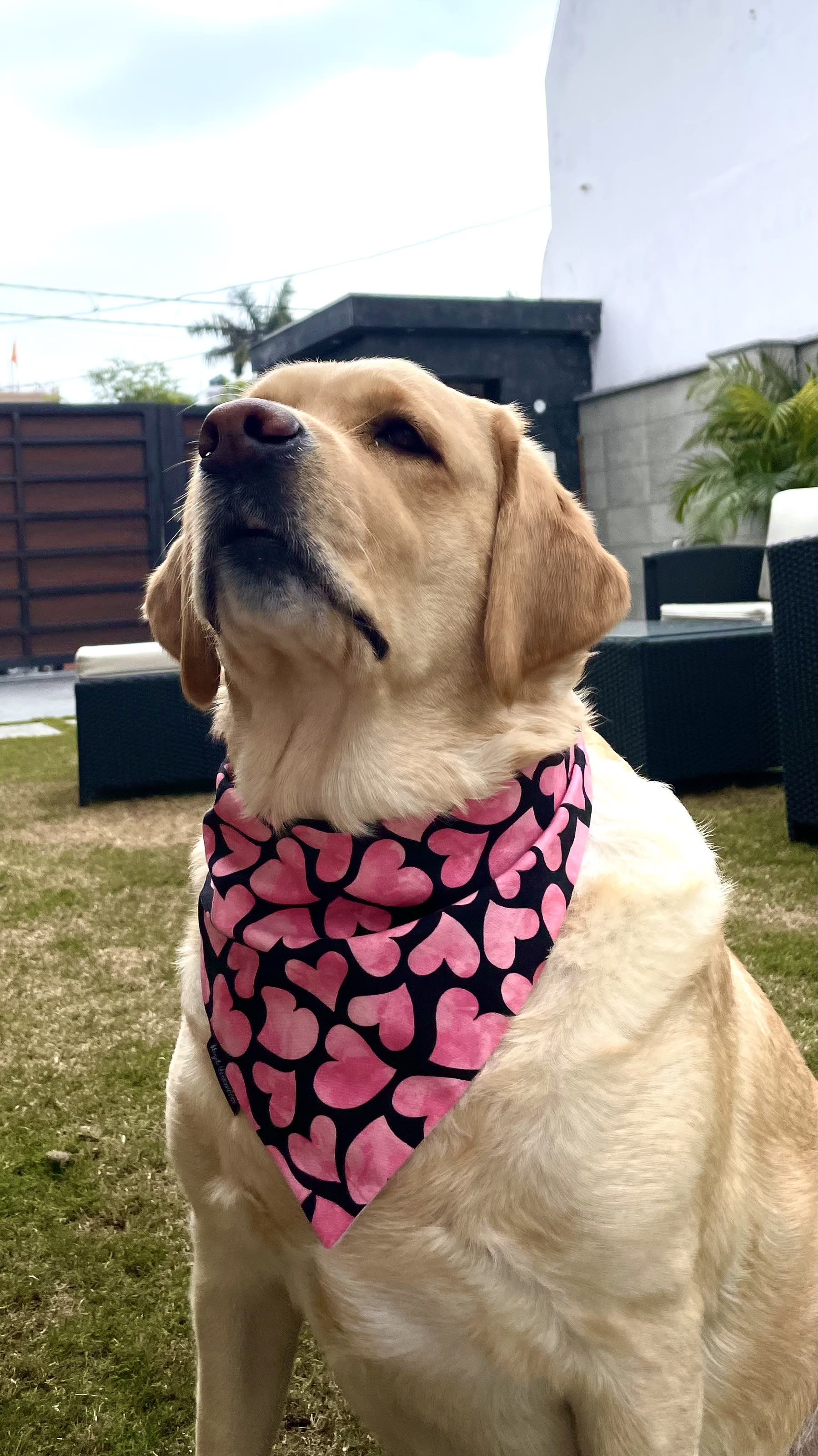 Pink Crush Hearts tie on Bandana image 4