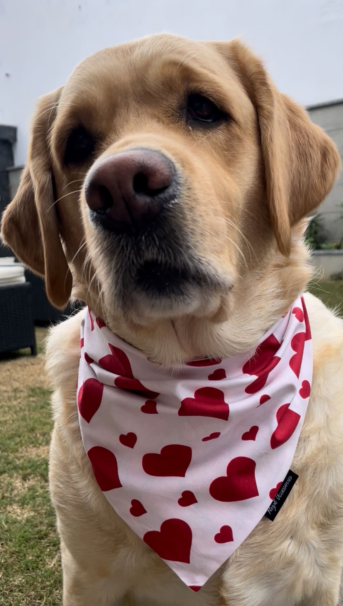 Sweetheart Snow tie on Bandana image 5