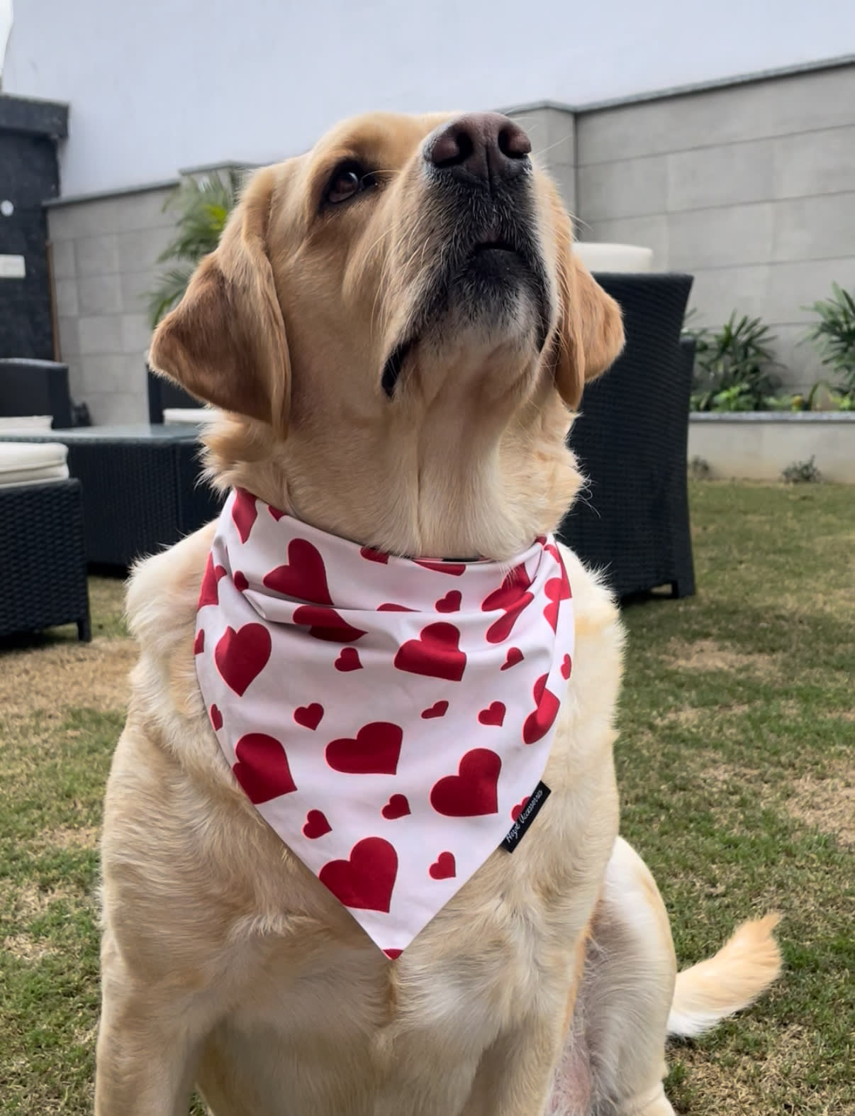 Sweetheart Snow tie on Bandana image 4