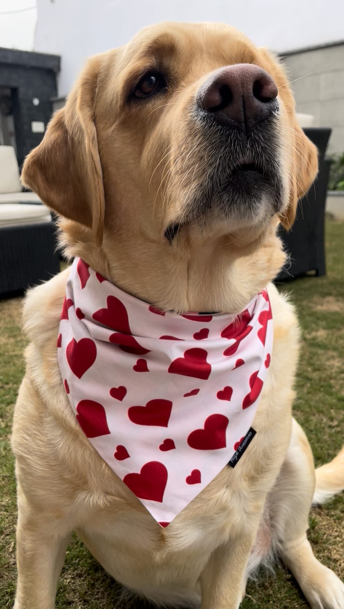 Sweetheart Snow tie on Bandana image 3