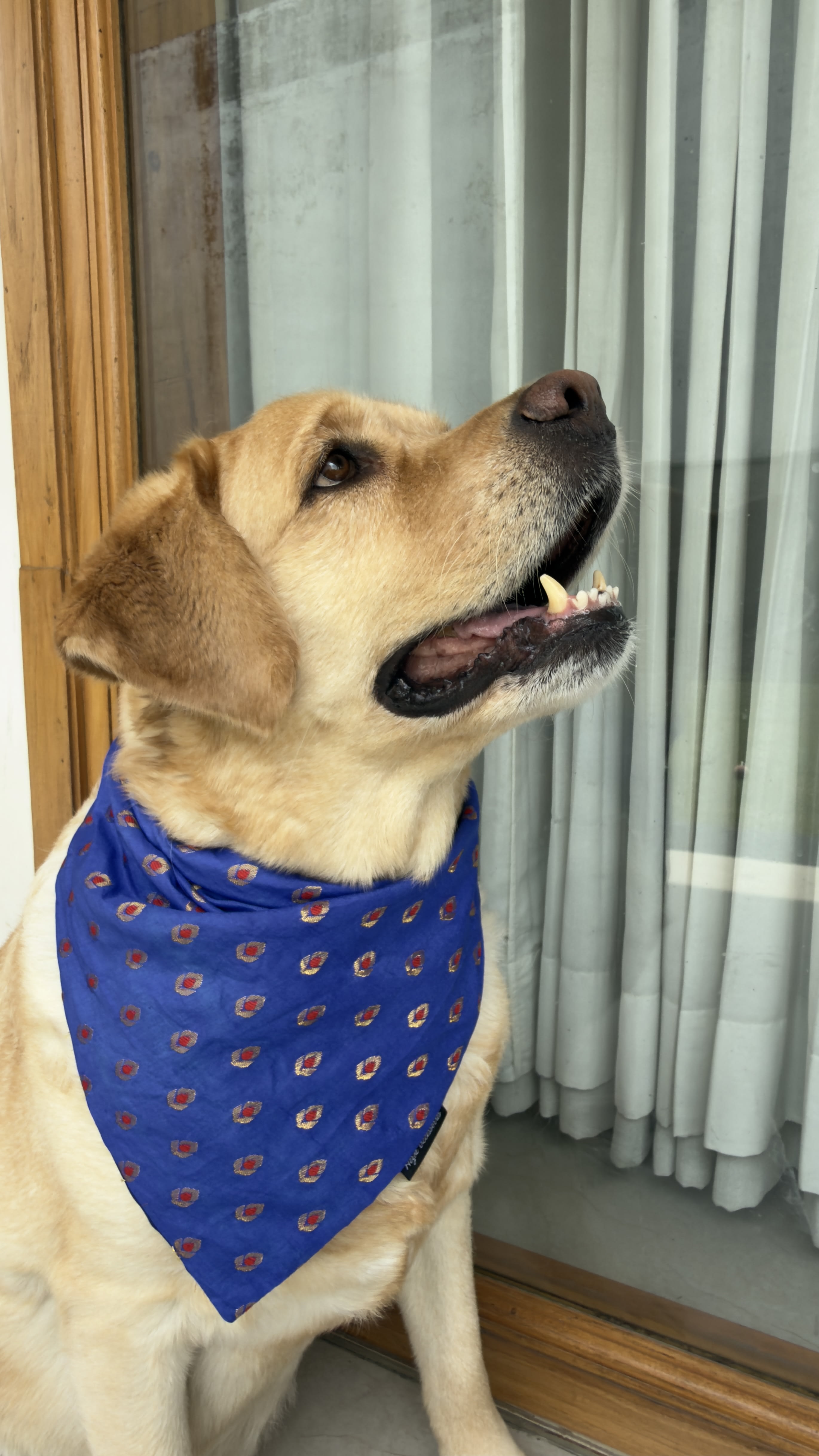 Maharaja Blue tie on Bandana