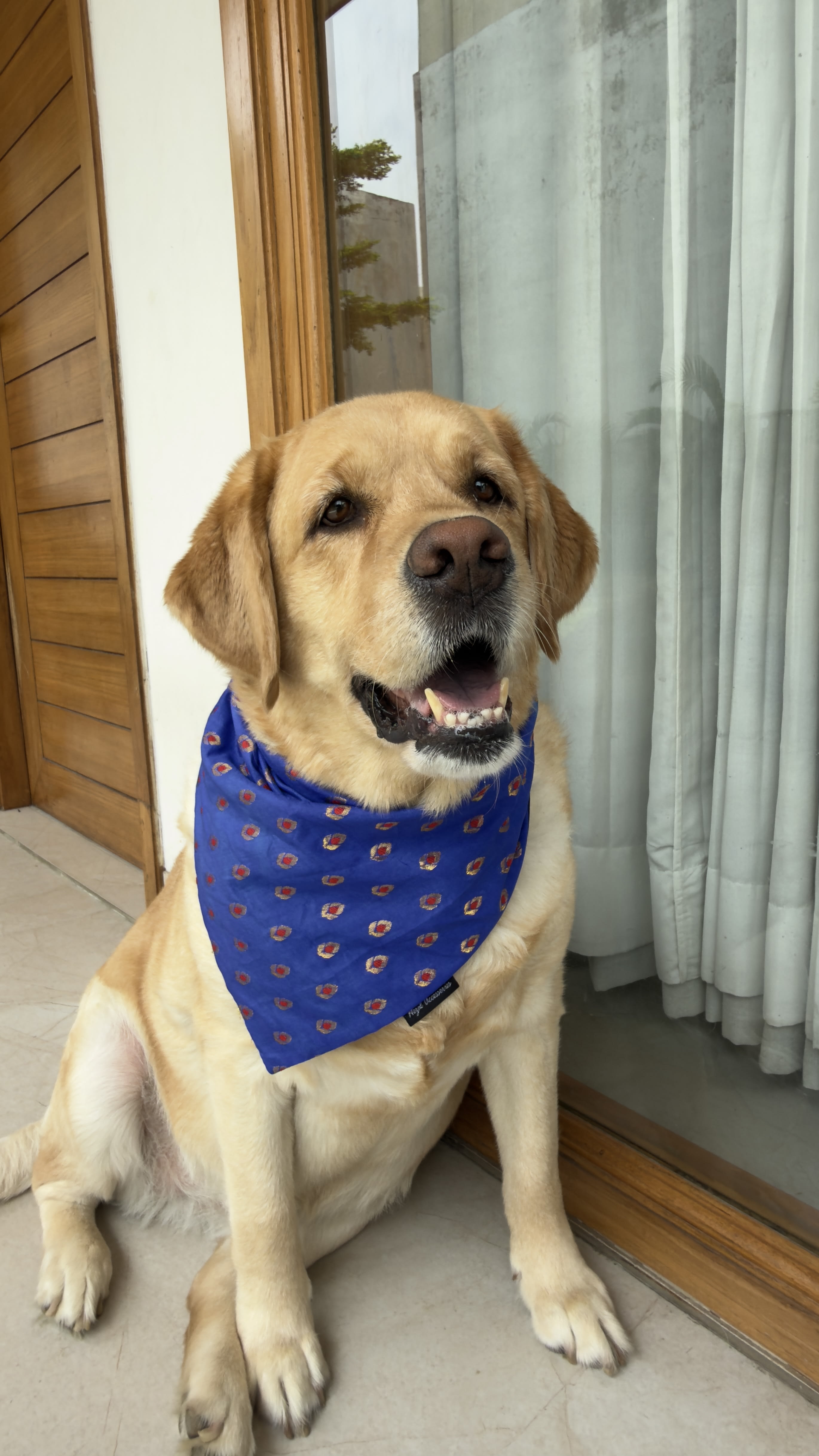 Maharaja Blue tie on Bandana image 3