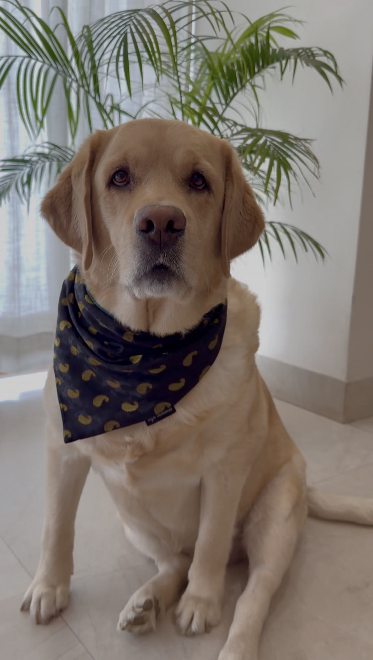 Midnight Paisley festive tie on Bandana image 5