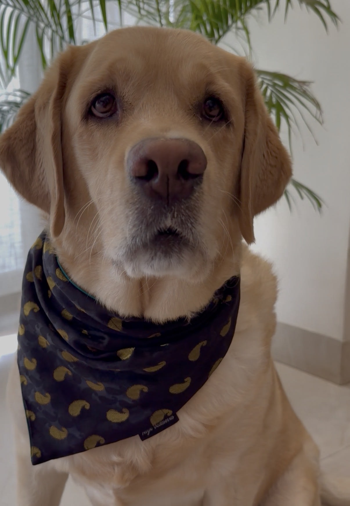 Midnight Paisley festive tie on Bandana image 2