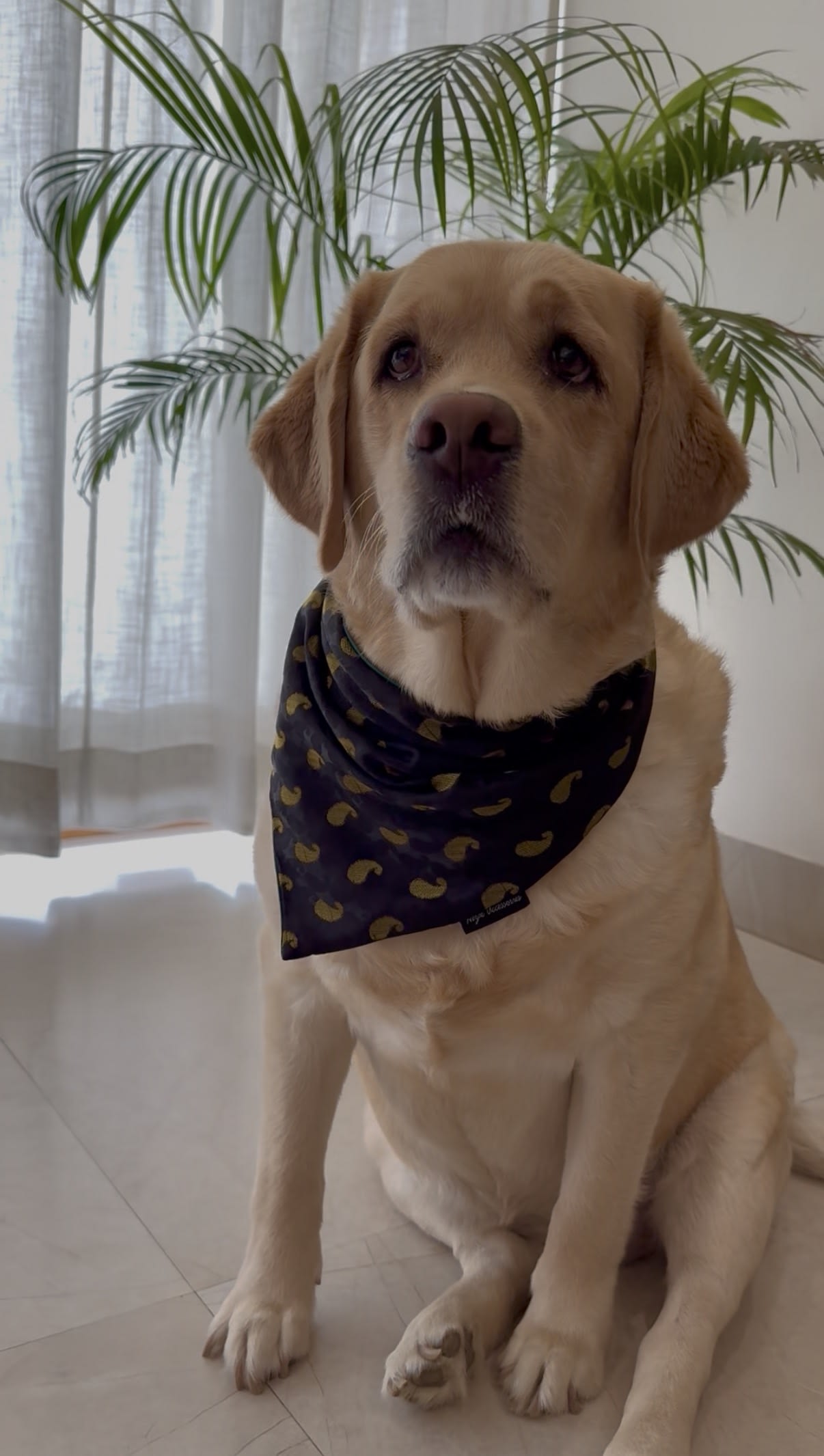 Midnight Paisley festive tie on Bandana image 4