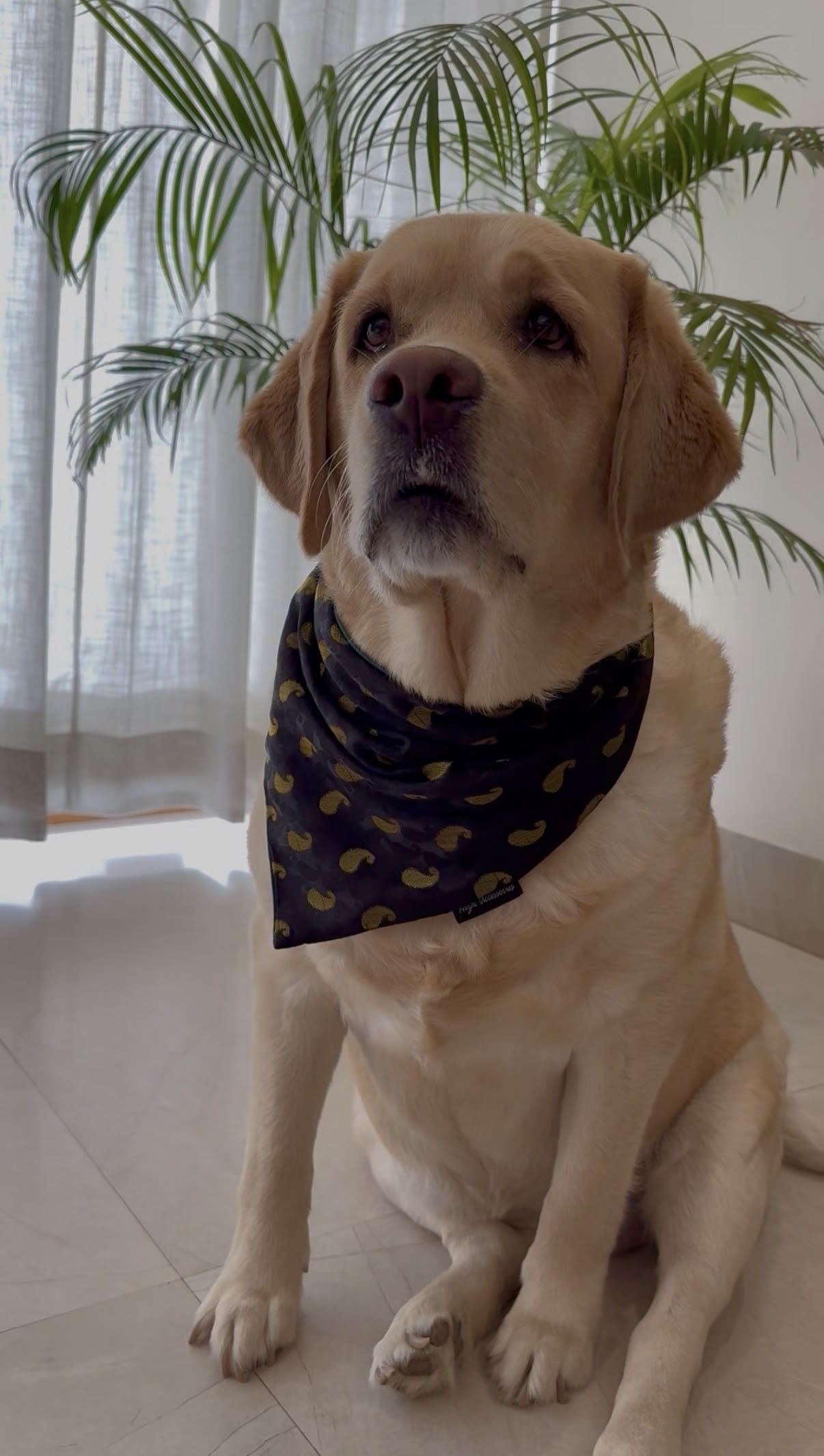 Midnight Paisley festive tie on Bandana