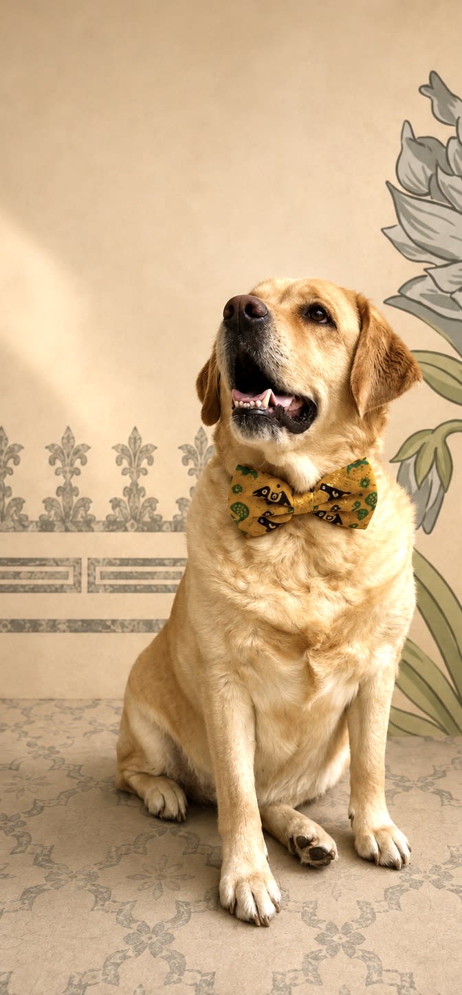 Morpankh bow tie