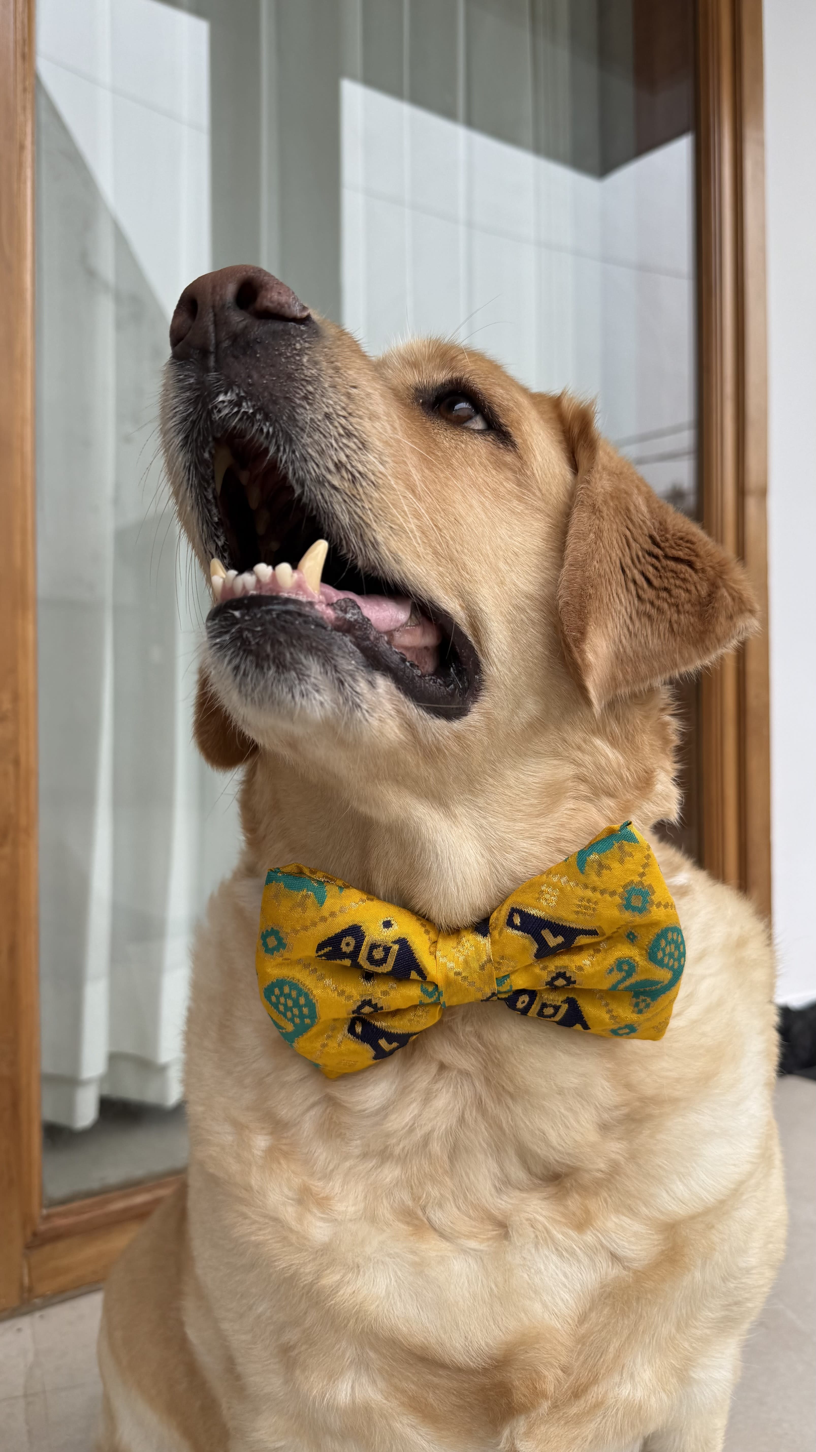 Morpankh bow tie  image 2