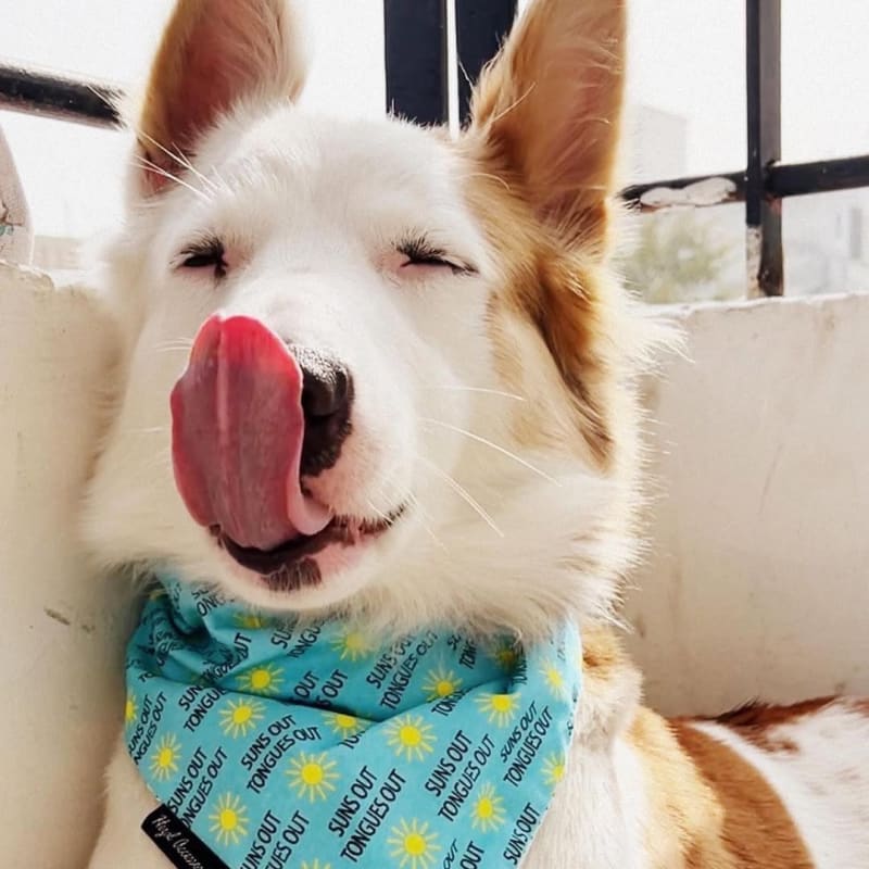 @shiro.barked