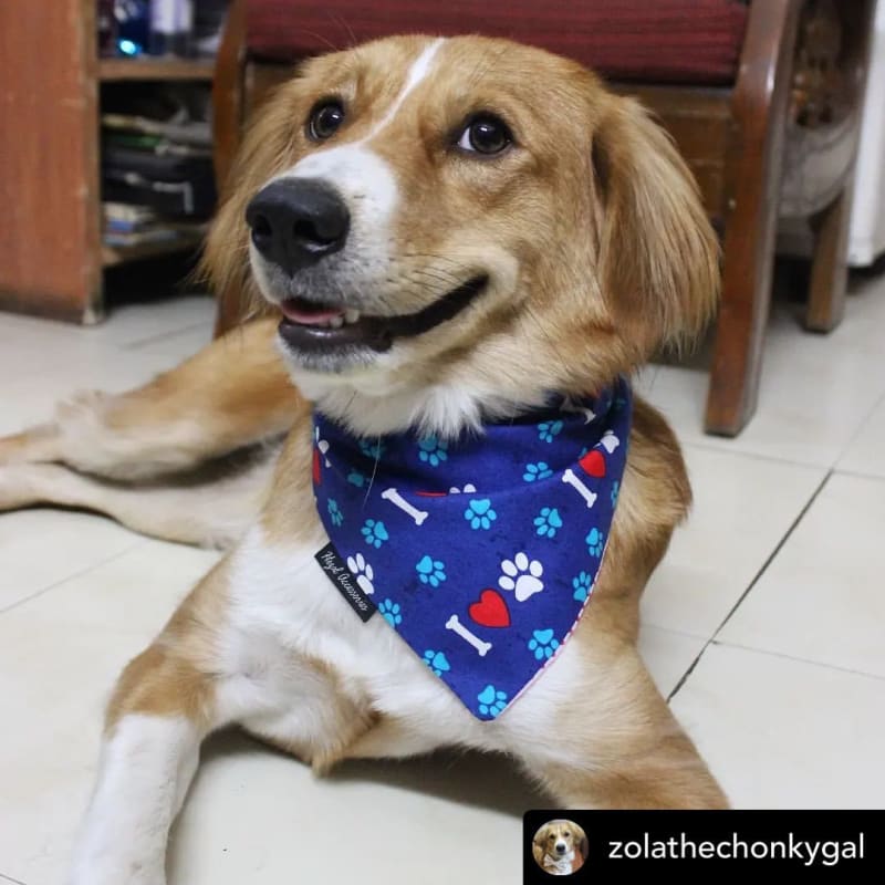 @zolathechonkygal