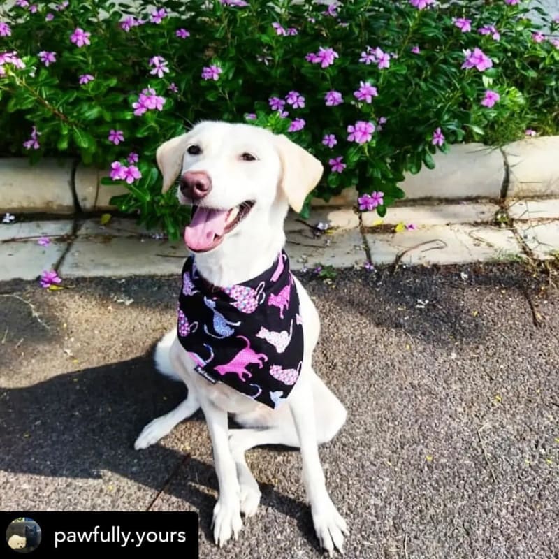 @pawfully.yours