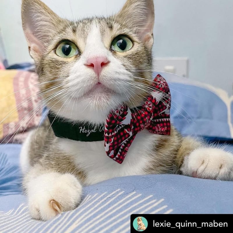 @lexie_quinn_maben